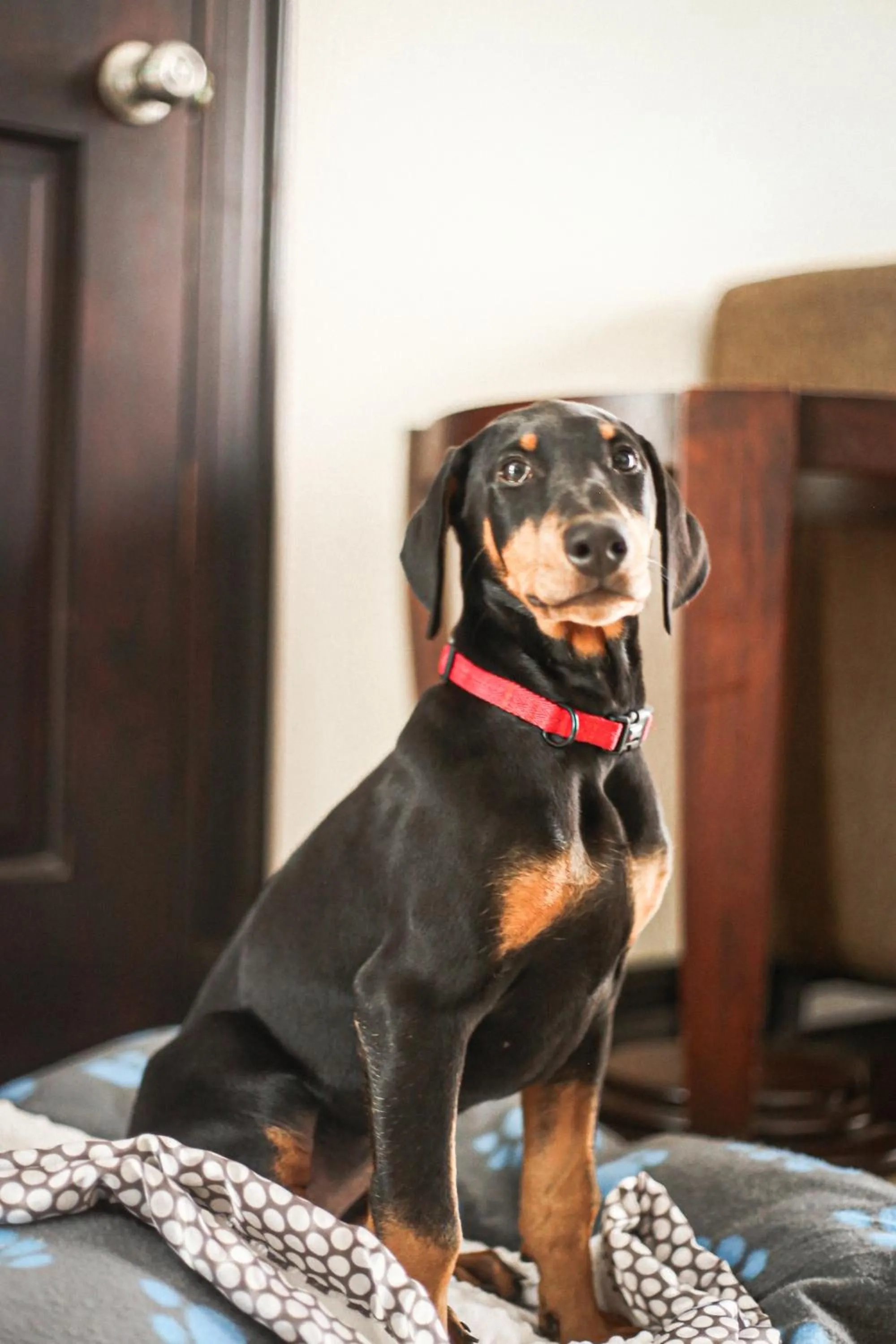 Pets in Hotel Villa Los Candiles