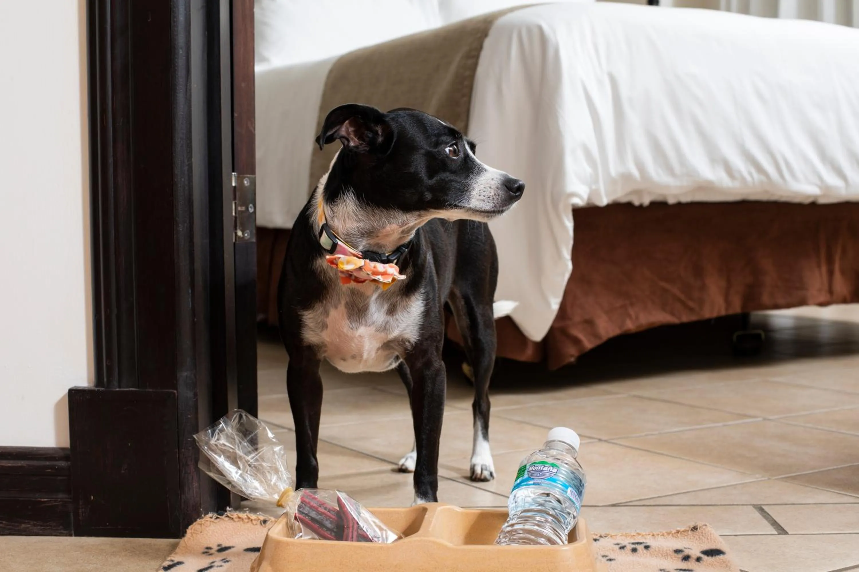 Pets in Hotel Villa Los Candiles