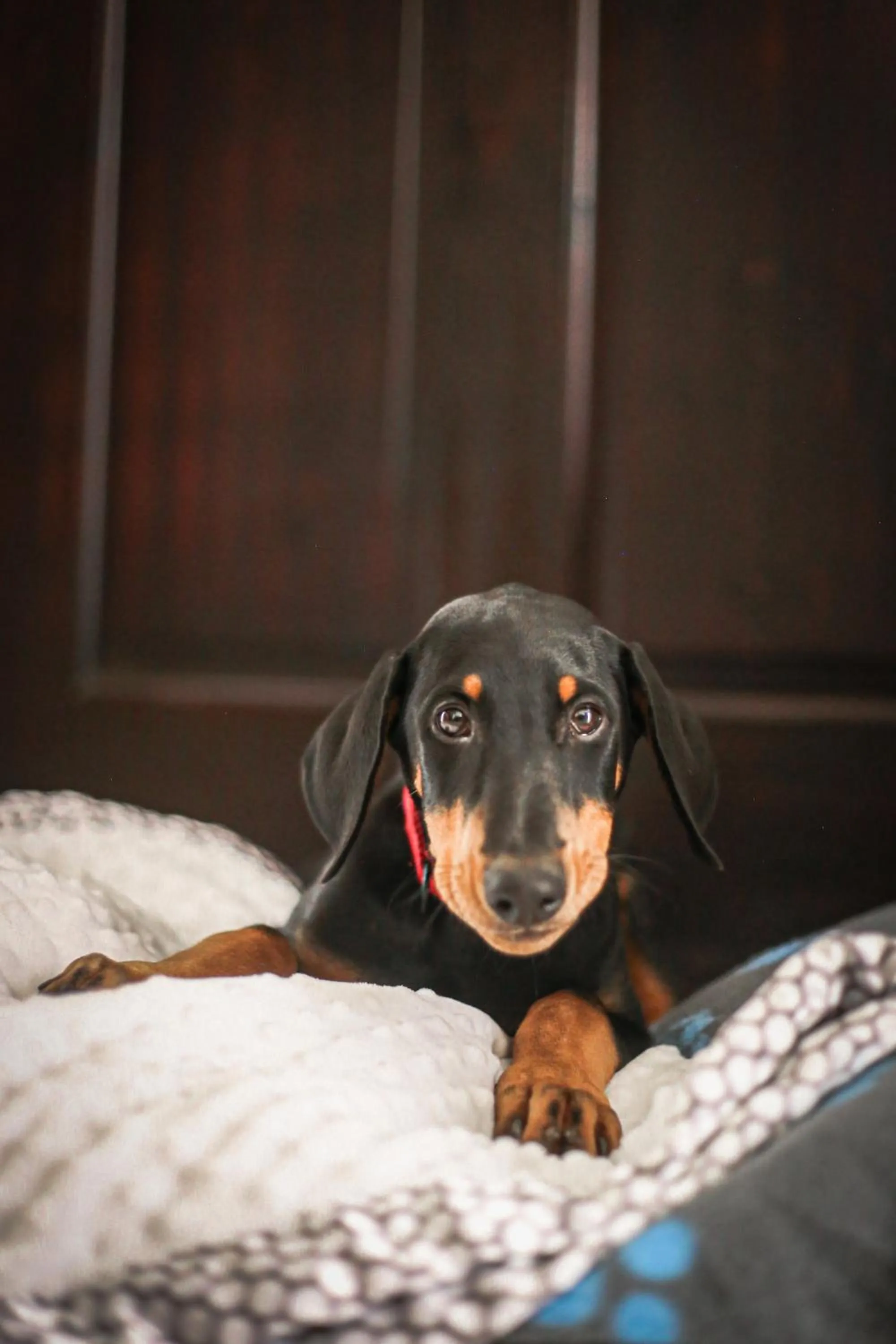 Pets in Hotel Villa Los Candiles