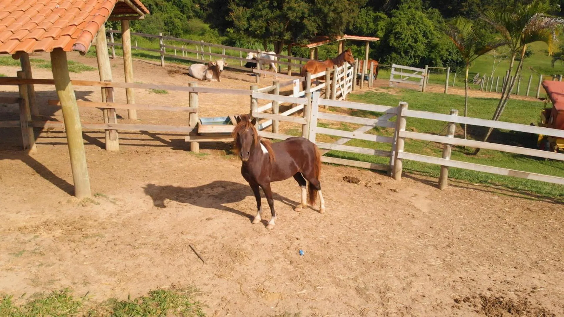 Animals in Hotel Fazenda Ararita