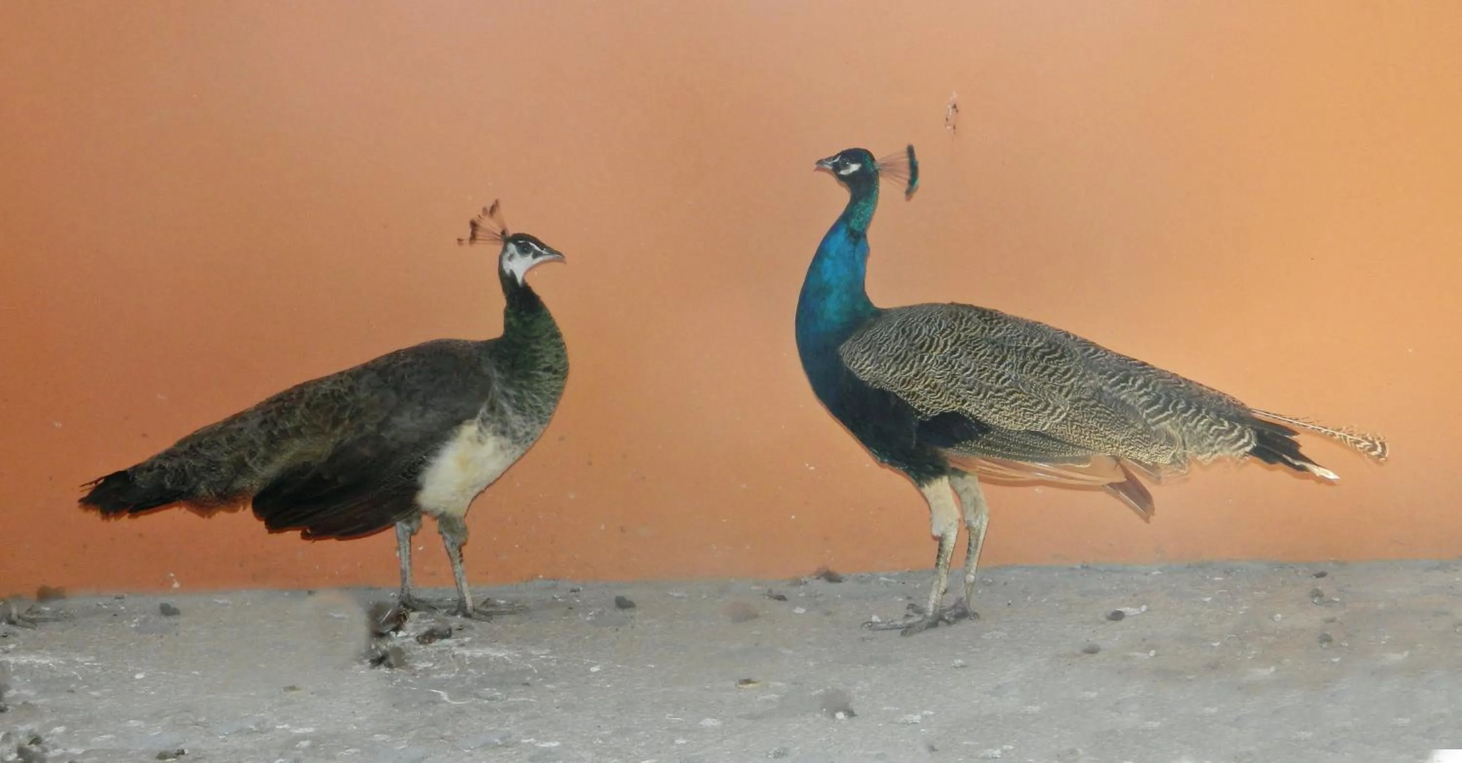 Animals in Hotel Fazenda Ararita