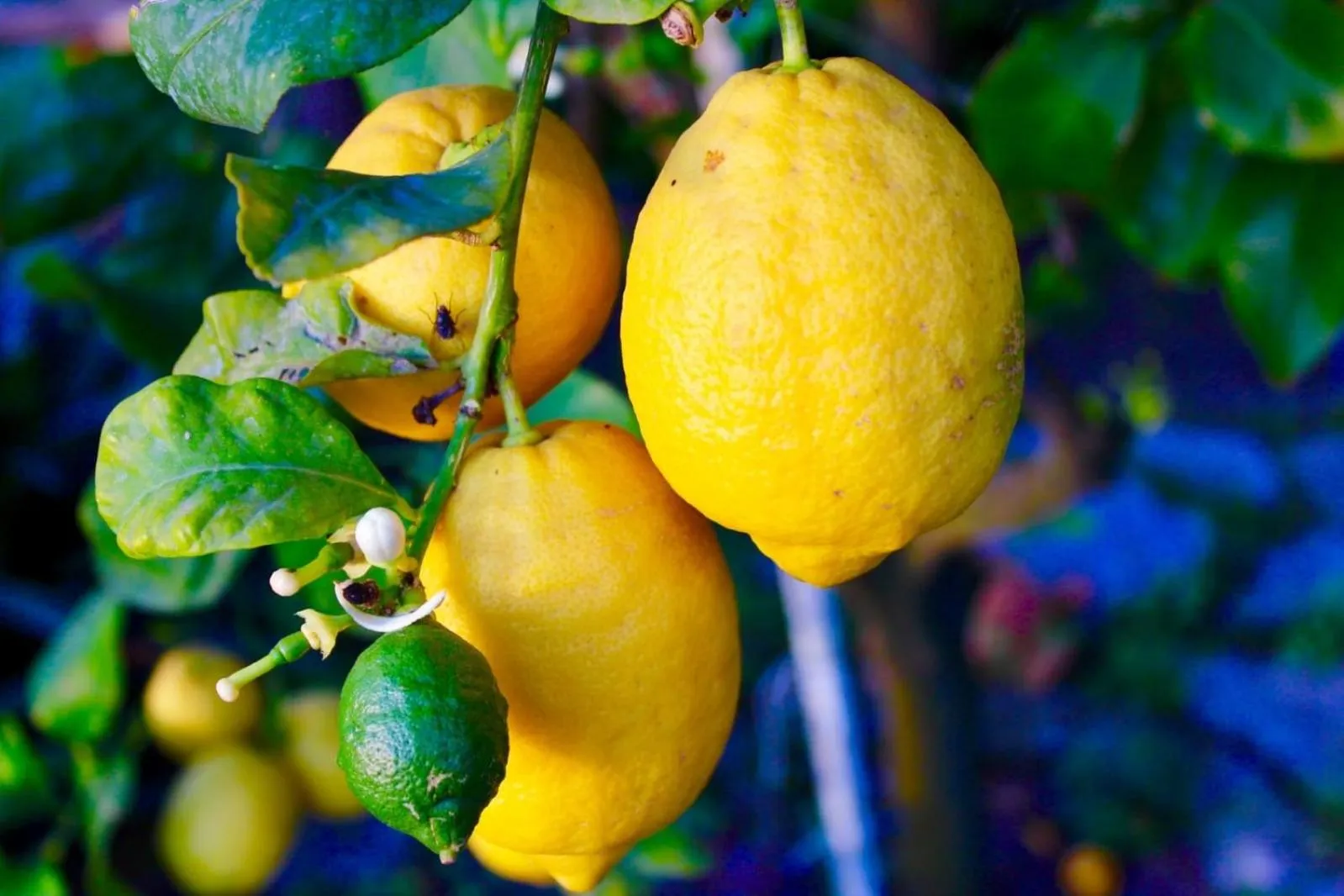 Food in La Palombara B&B