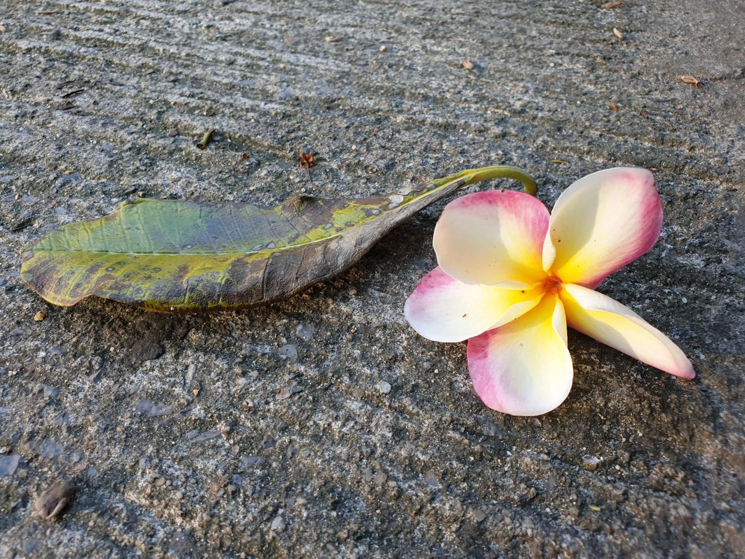 Mira Mare Resort Koh Samui