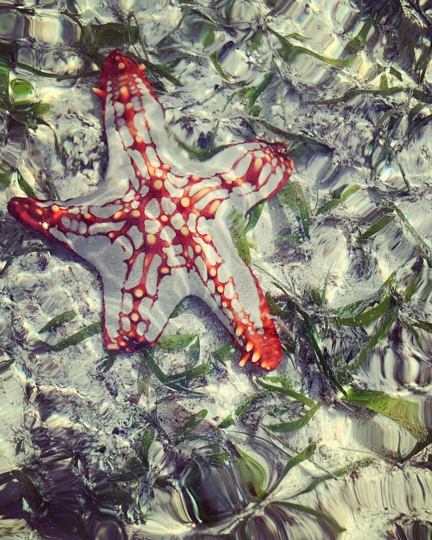 Natural landscape in Life Resort St. Thomas Royal Palm