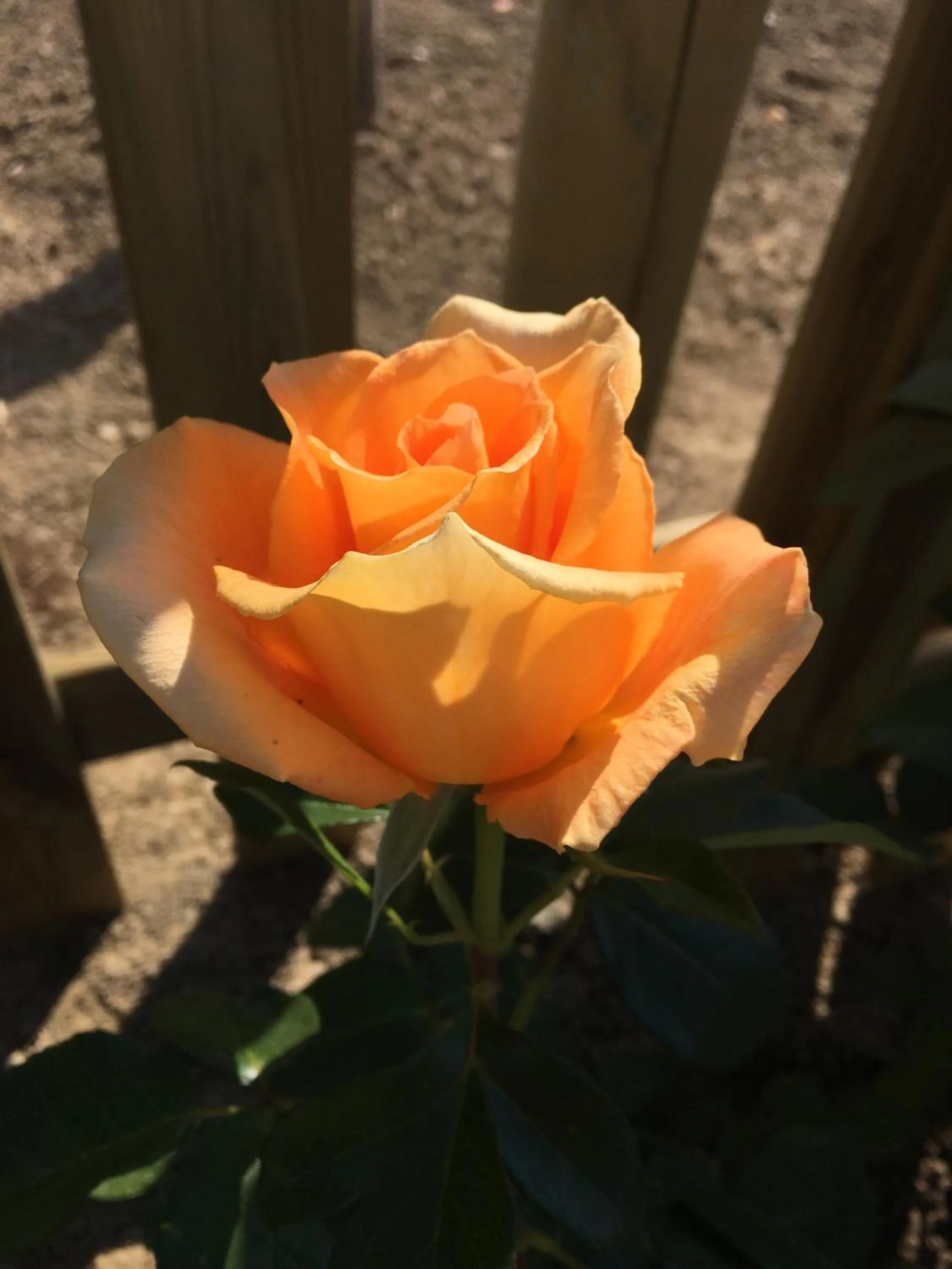 Garden in B&B Antica Dimora