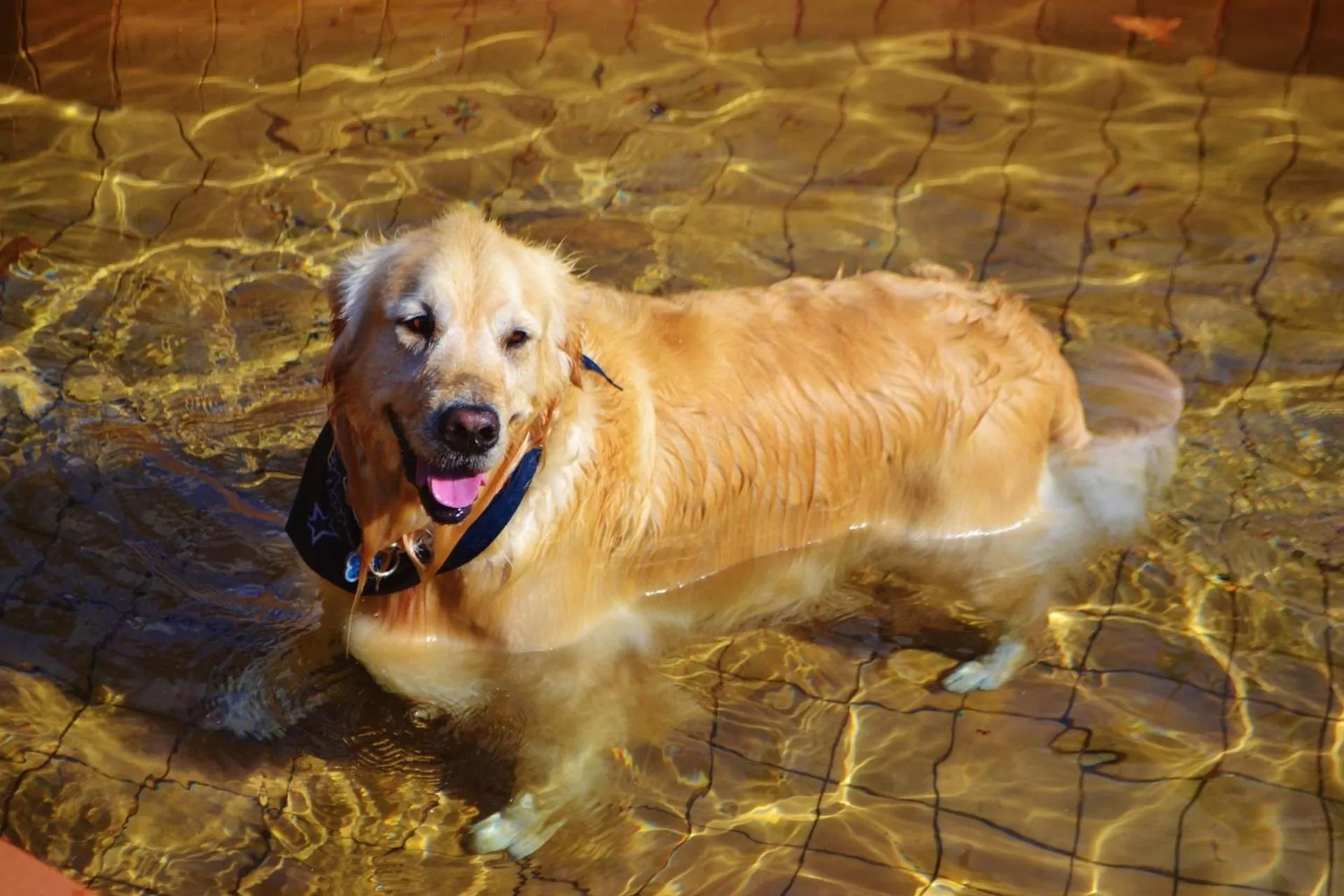 Pets in Unique Garden