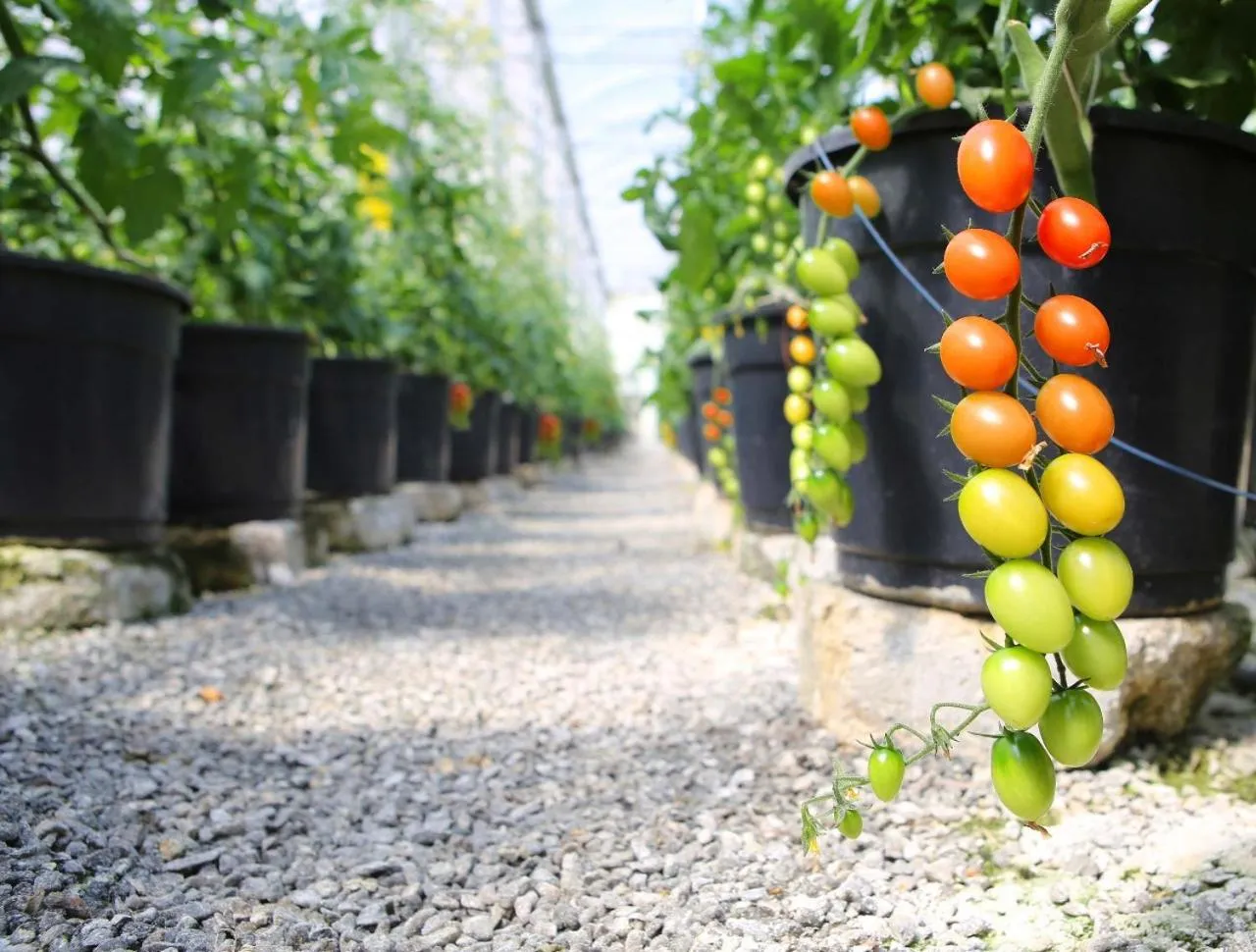 Day in Unique Garden