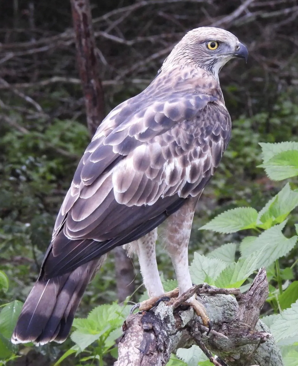 Day in Lotus Villa Kandy