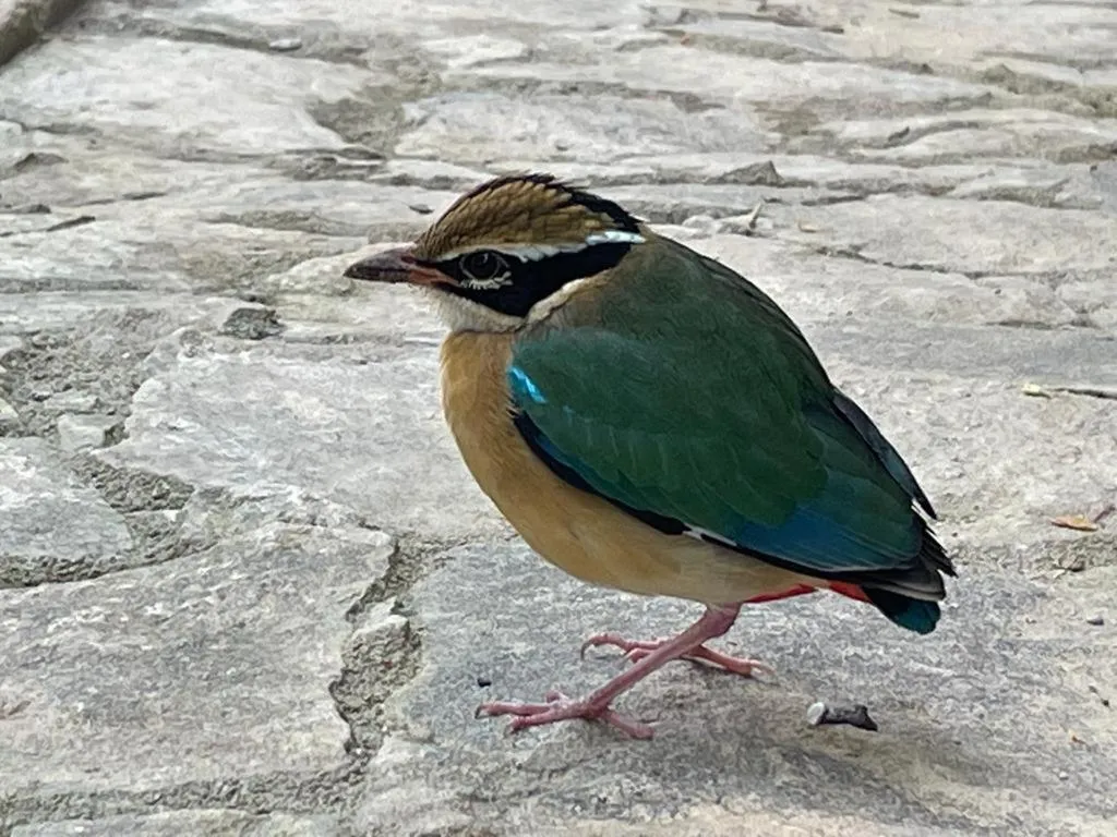 Animals in Lotus Villa Kandy