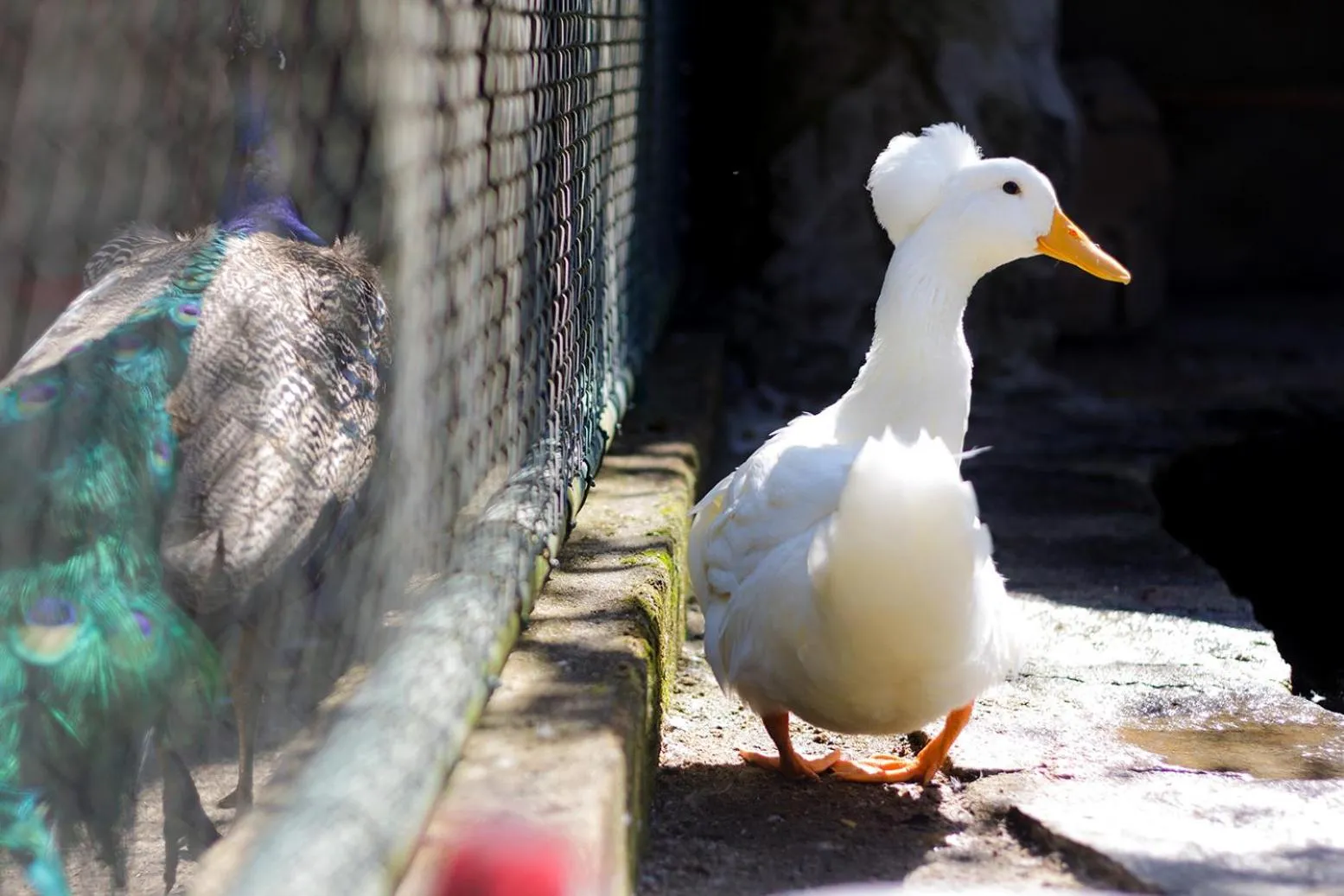 Animals in Pousada Cantagalo