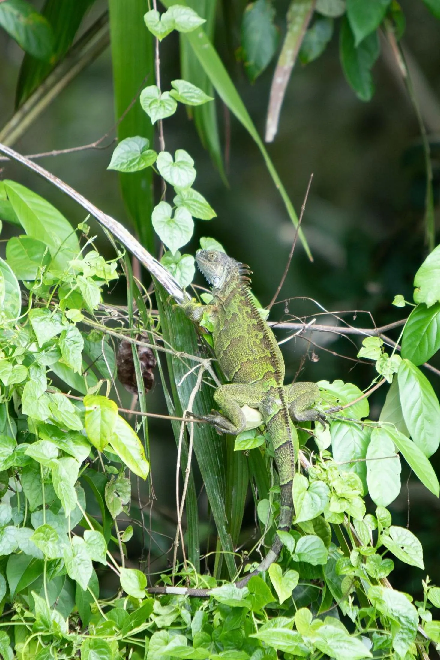 River view in Pachira Lodge