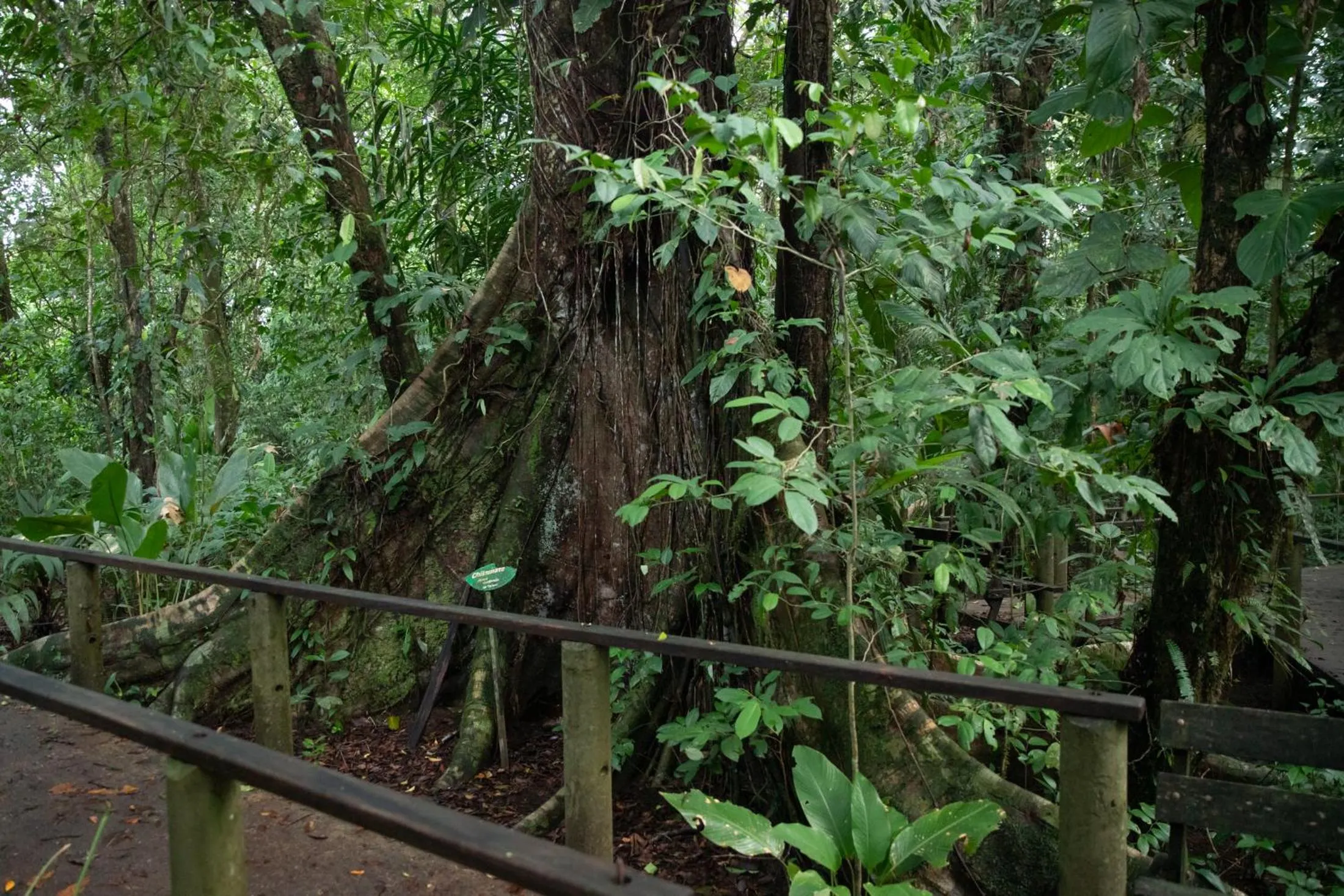 Garden view in Pachira Lodge