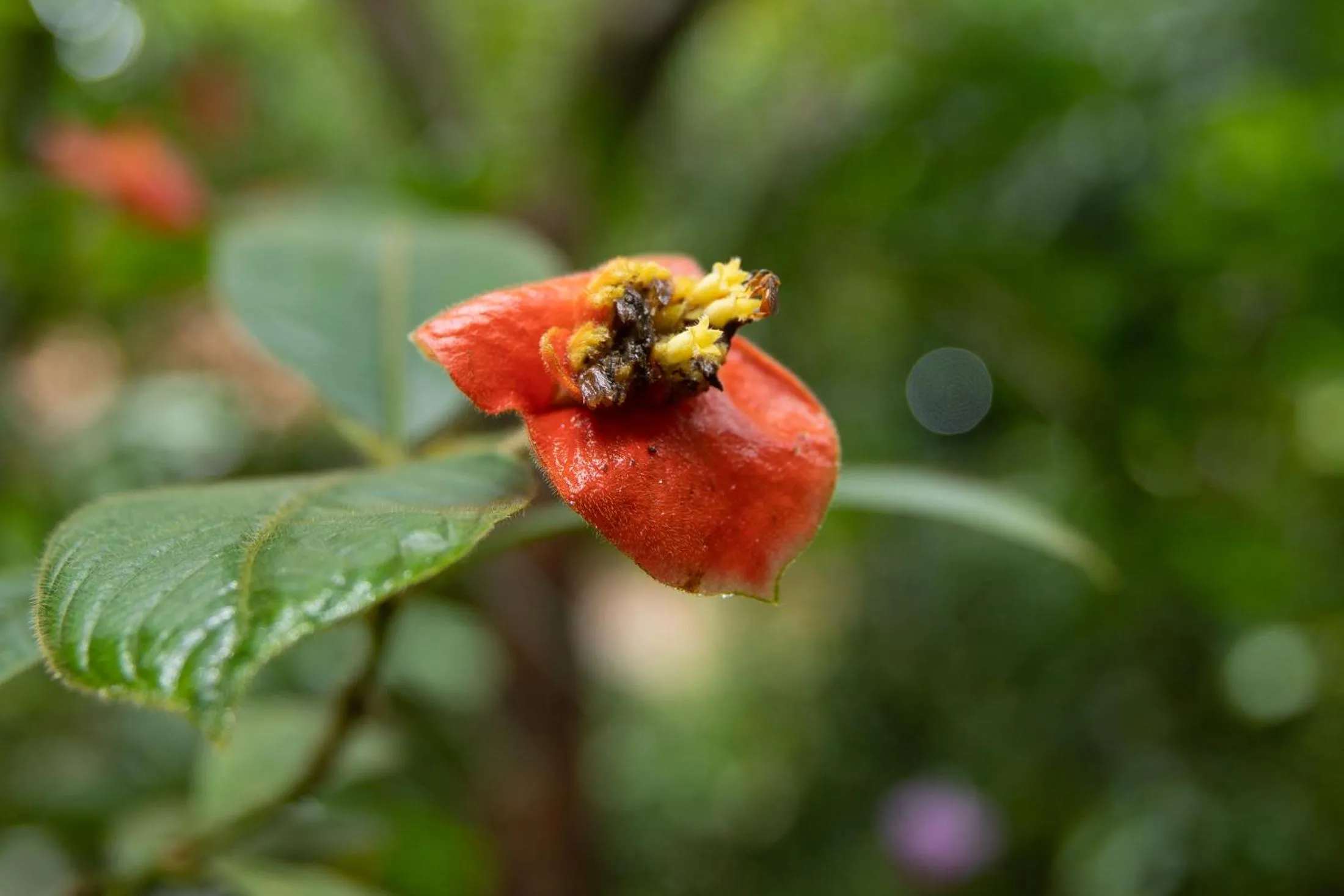 Garden view in Pachira Lodge