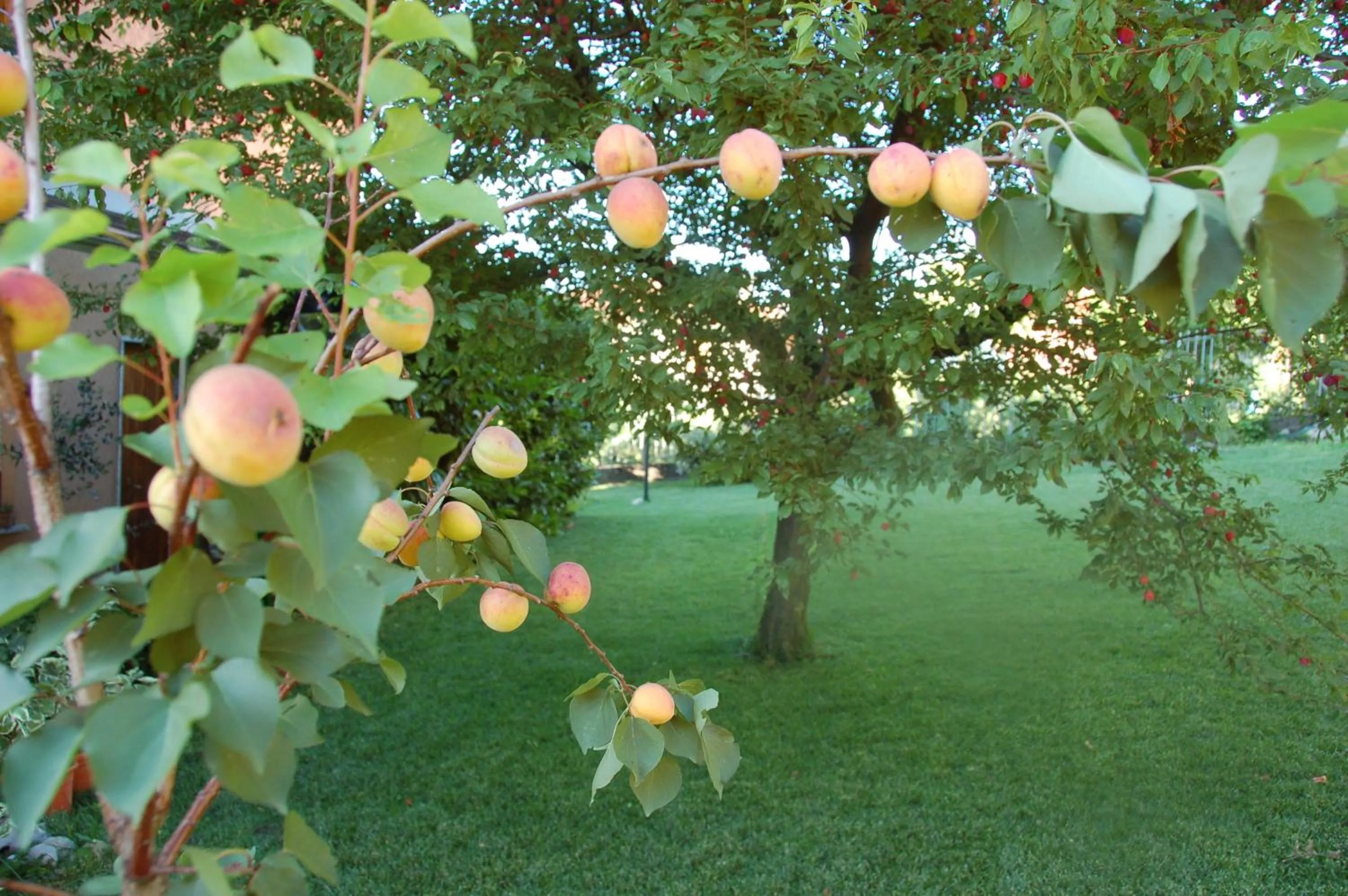 Garden in B&B Cherry En Rose
