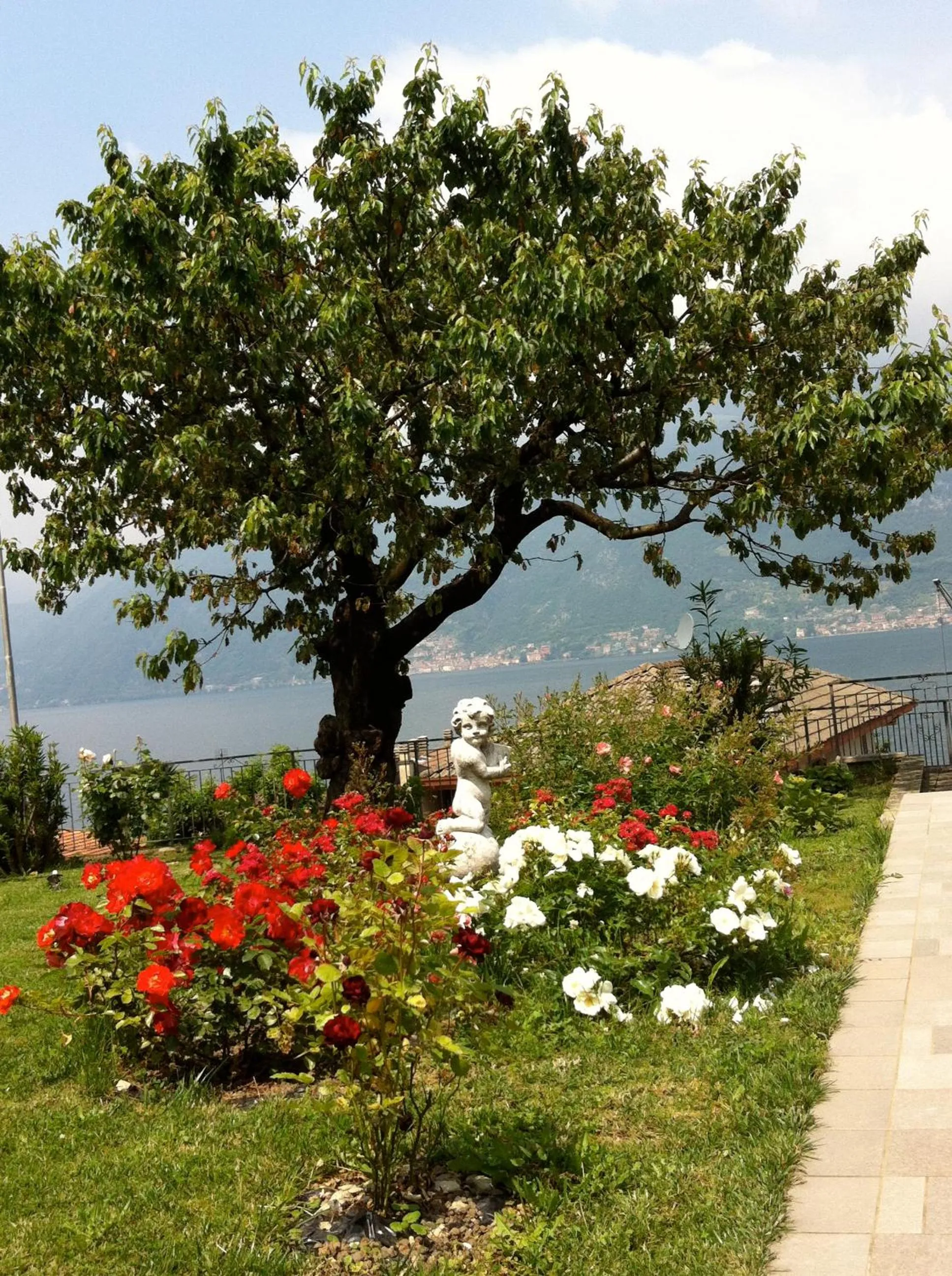 Spring in B&B Cherry En Rose