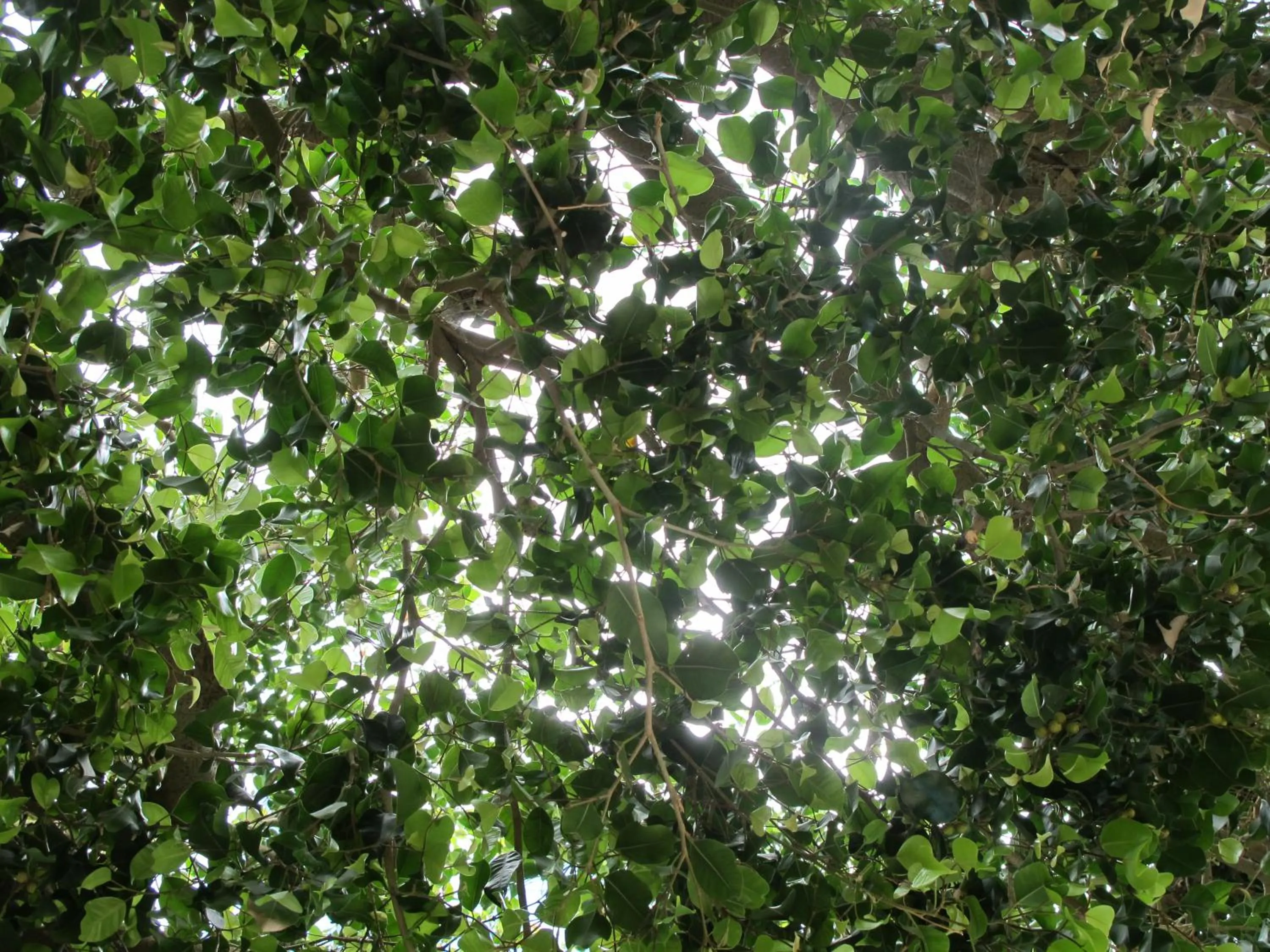 Spring in Albatross Apartments