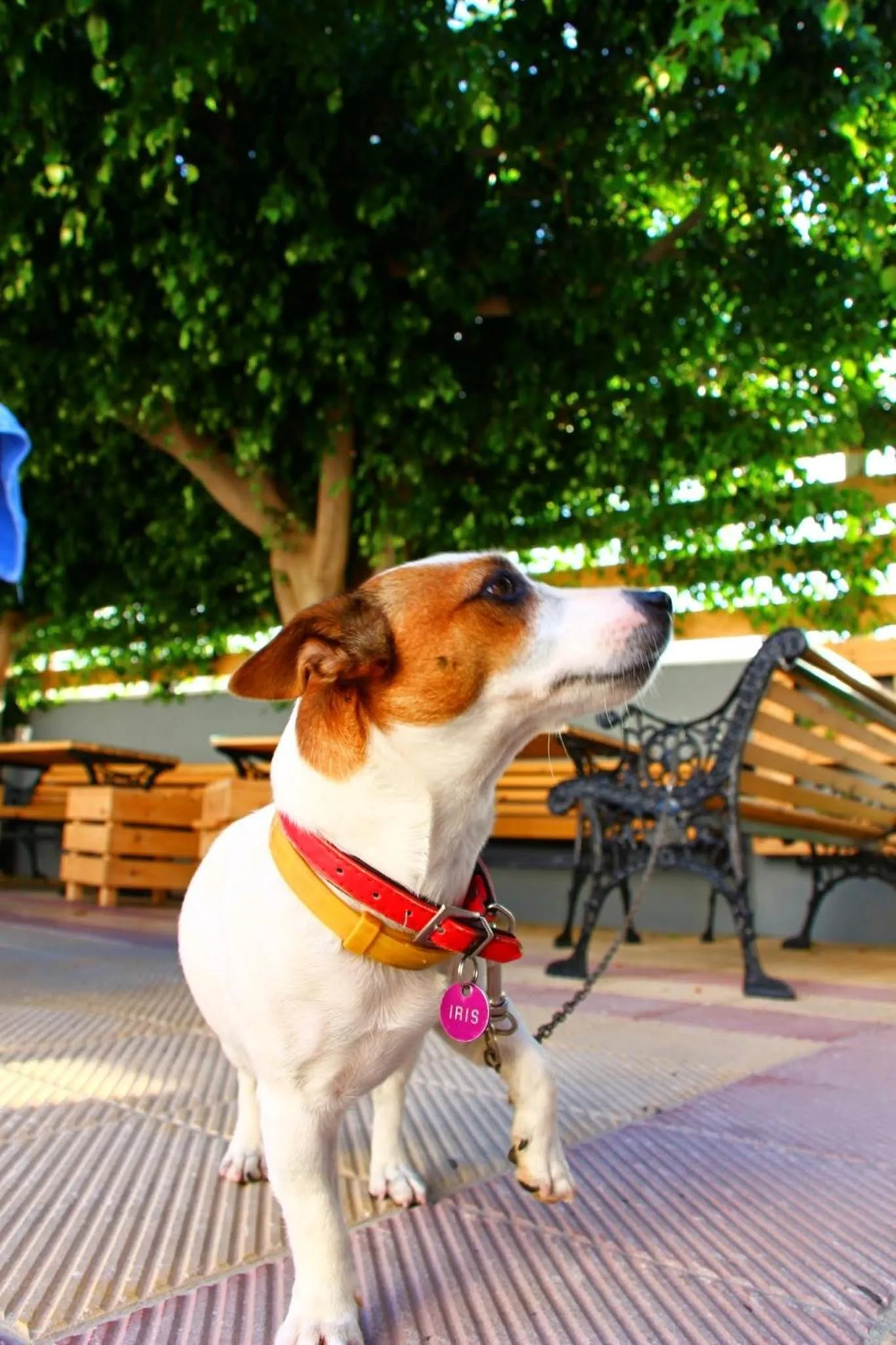 Pets in Albatross Apartments