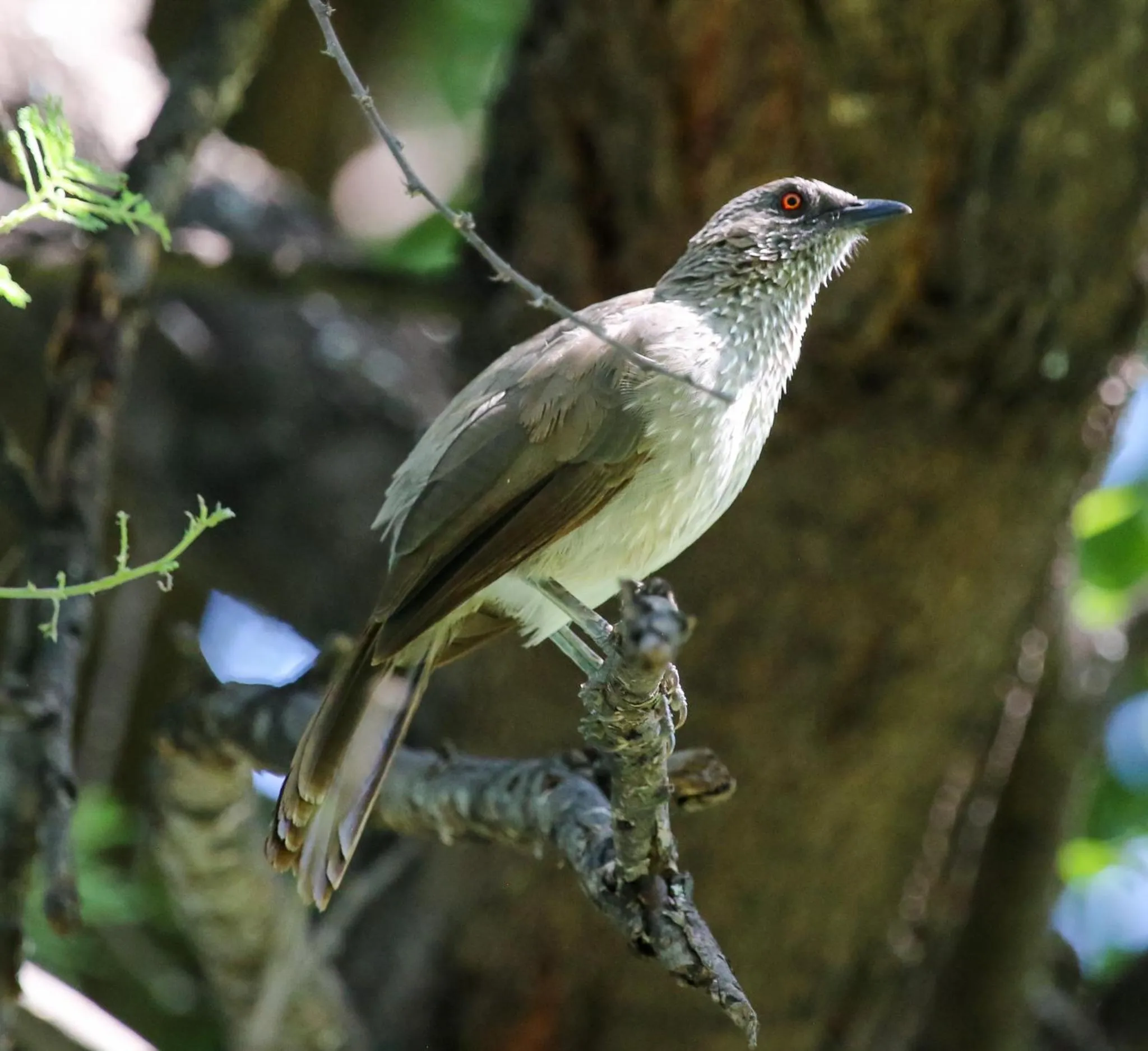 Animals in The Waterfront, Maun