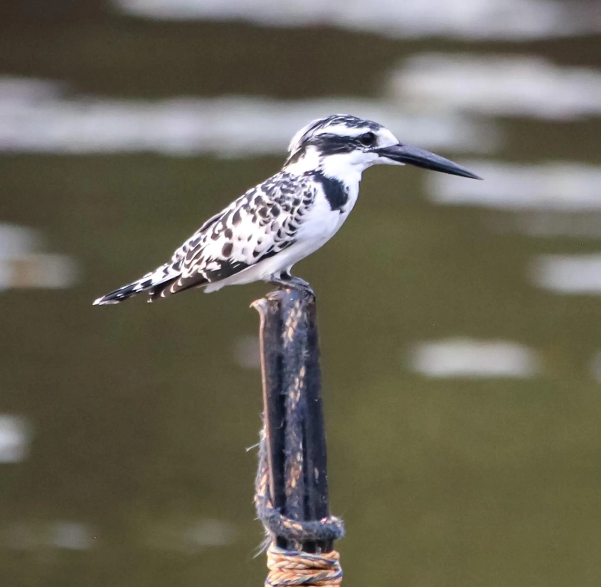 Animals in The Waterfront, Maun
