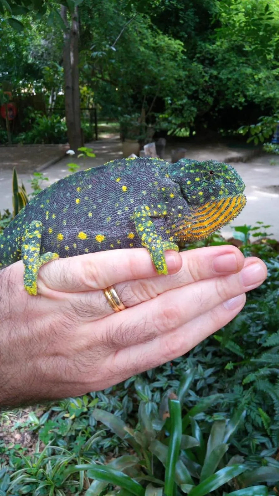 Garden view in The Waterfront, Maun