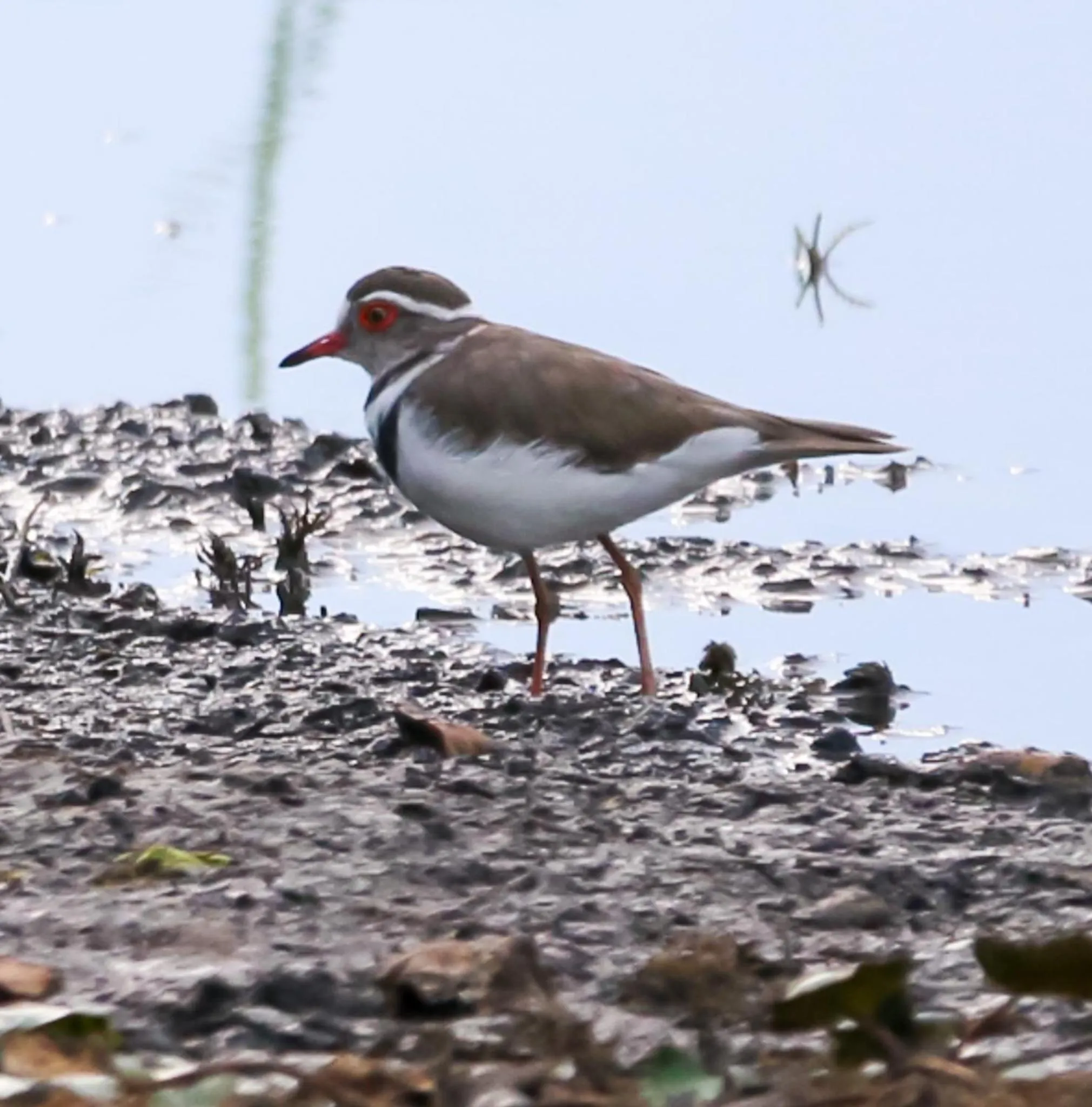 Animals in The Waterfront, Maun