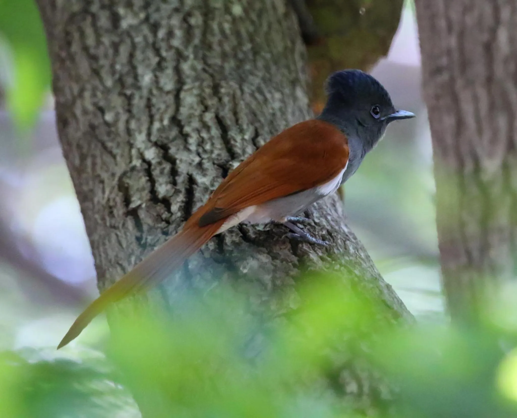 Animals in The Waterfront, Maun