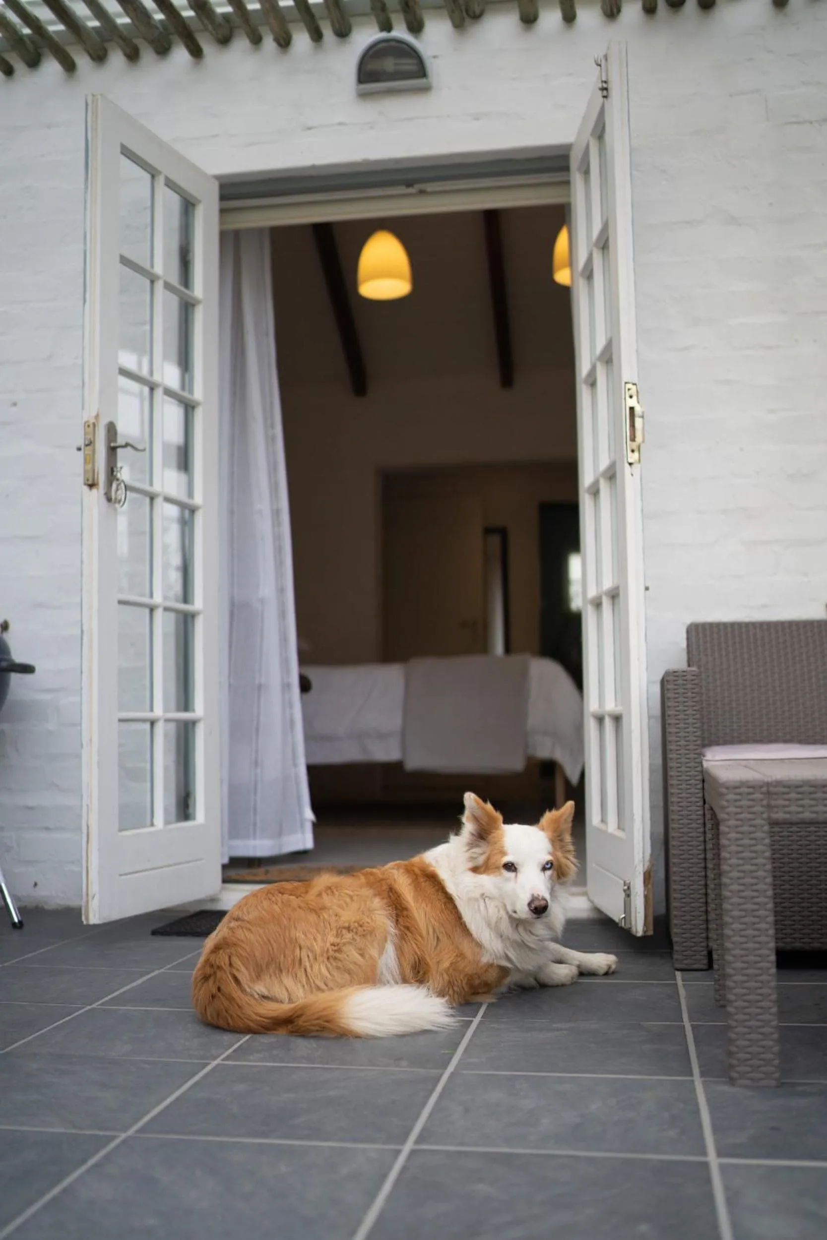 Pets in Kogman & Keisie Guest Farm