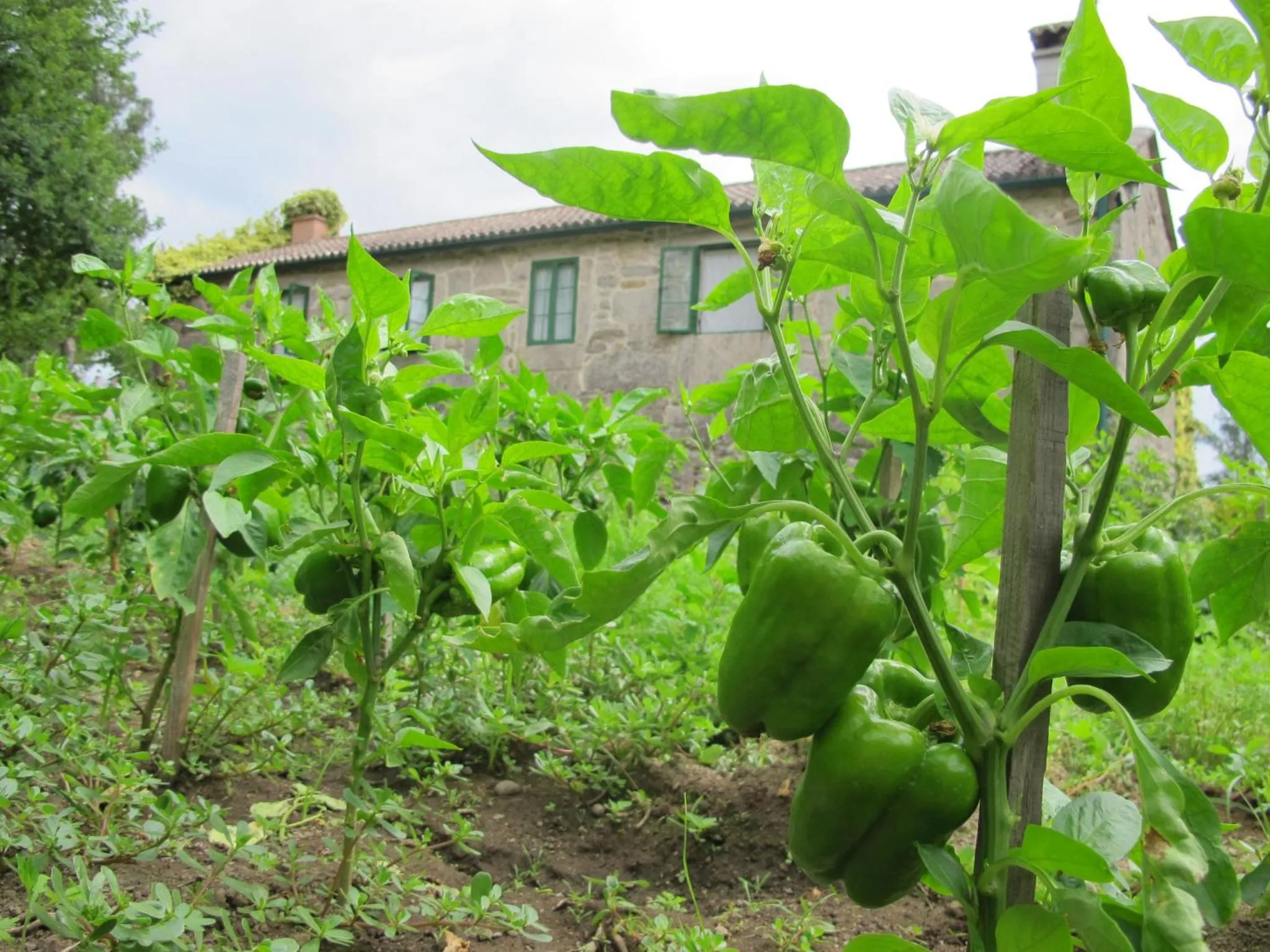 Spring in Casa Da Urcela