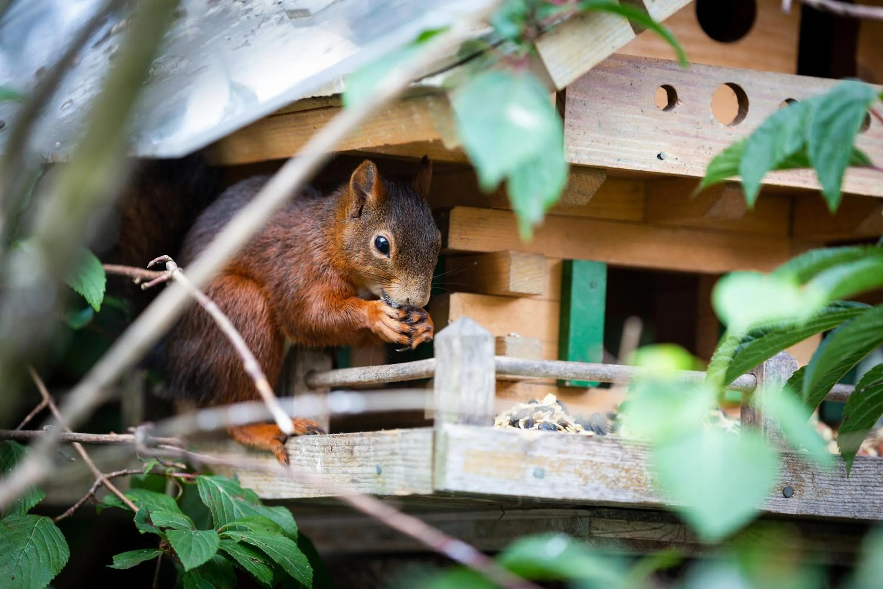 Animals in Hotel Silberdistel