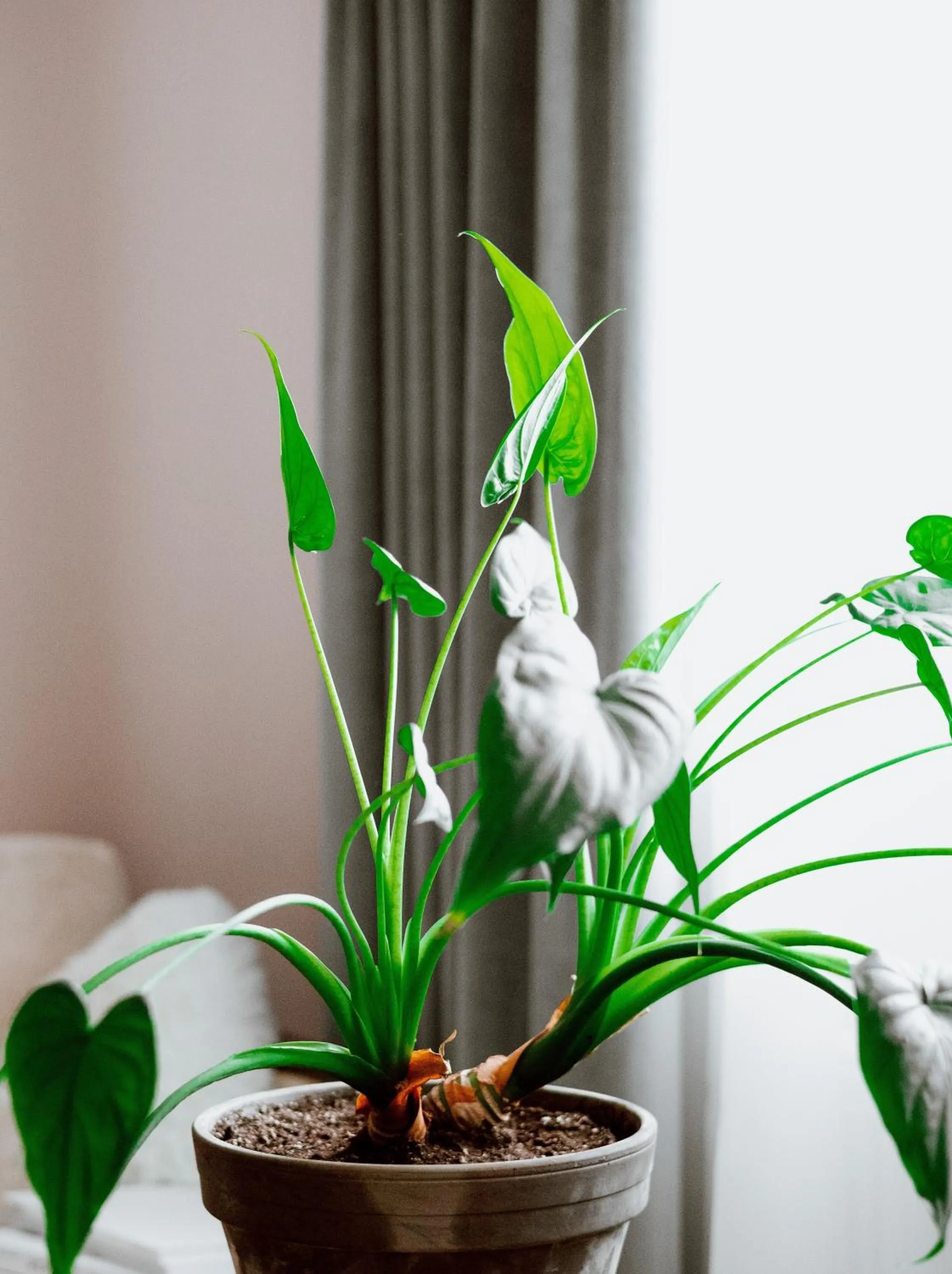 Decorative detail in Bayflowers Guest House