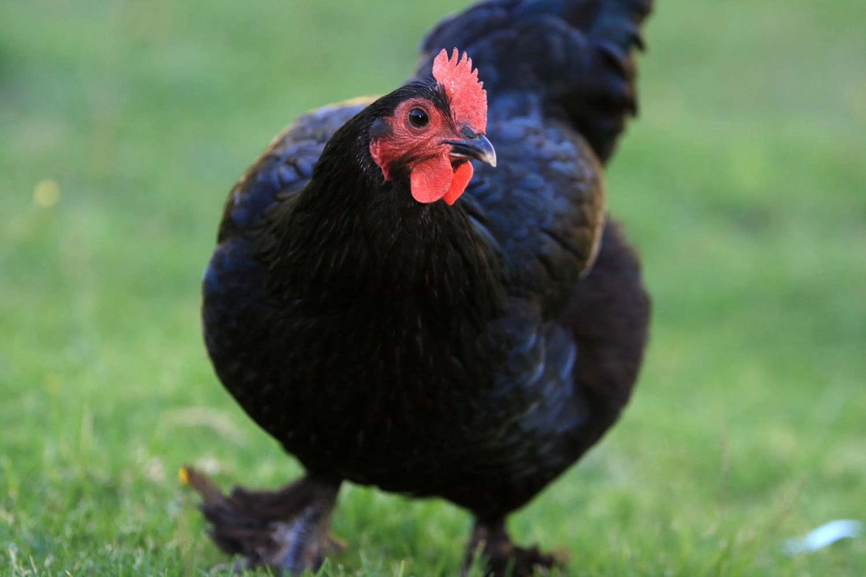 Decorative detail in Chartré Manor B&B