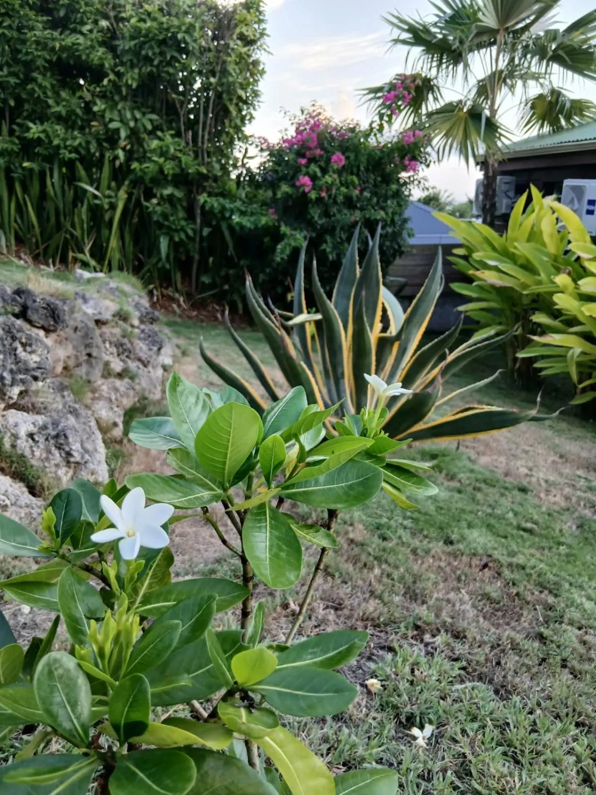 Garden in Ti Village Creole