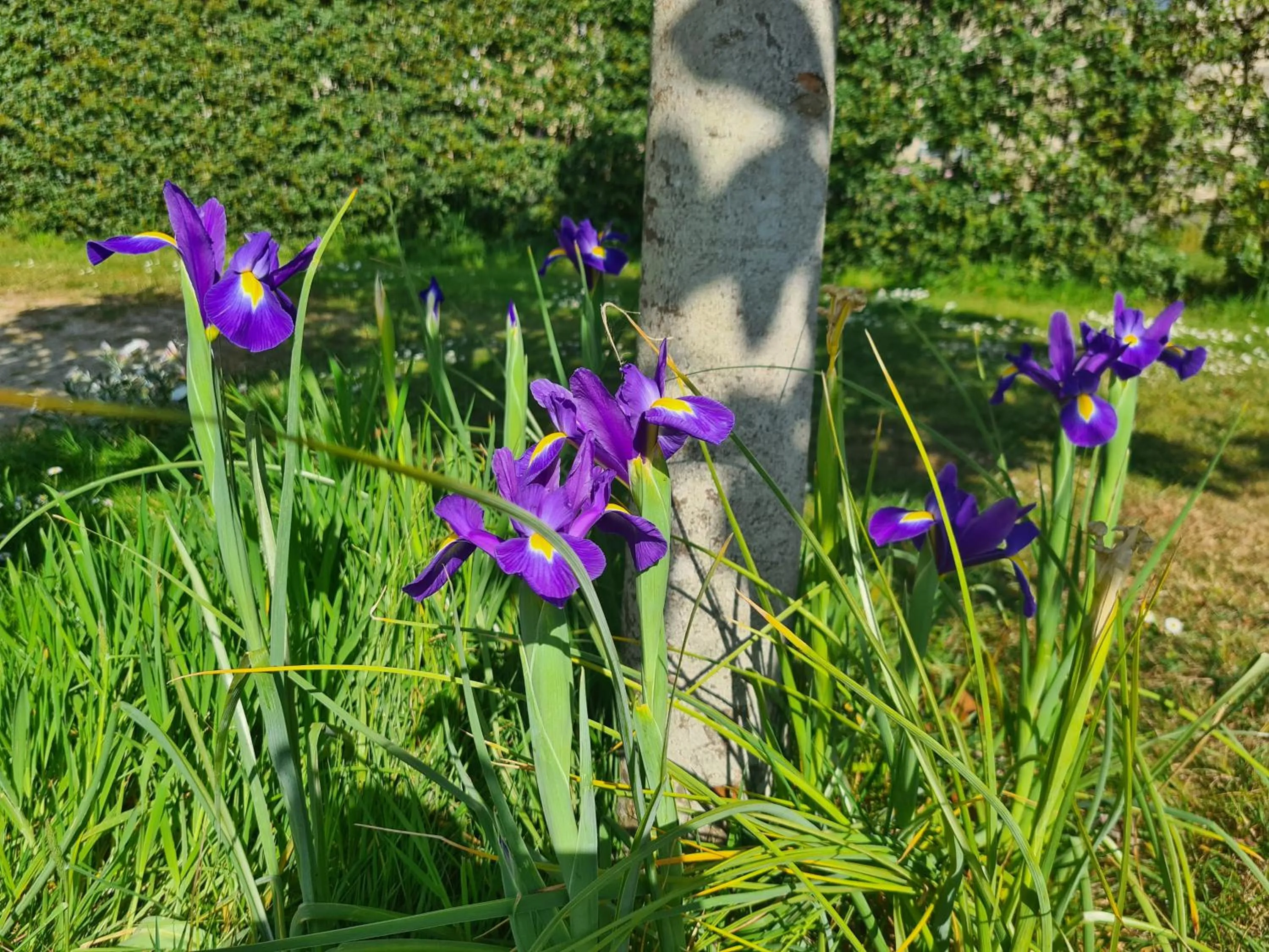 Garden in Kêr Neizh Breizh - Gîtes de Charme - Le Petit Châtelier
