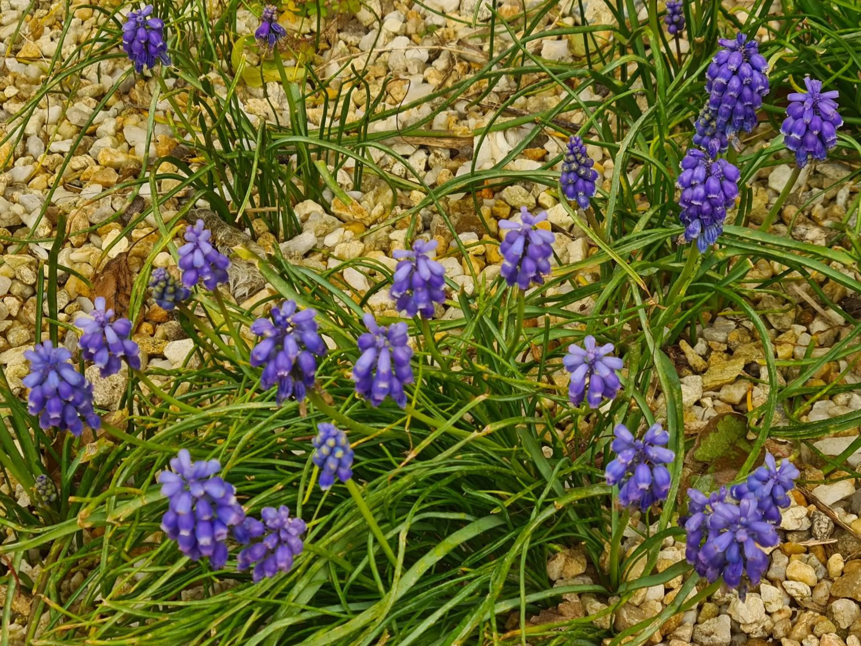 Garden in Kêr Neizh Breizh - Gîtes de Charme - Le Petit Châtelier