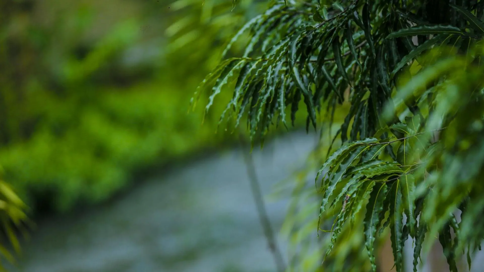 Natural landscape in Silver crown nature resort