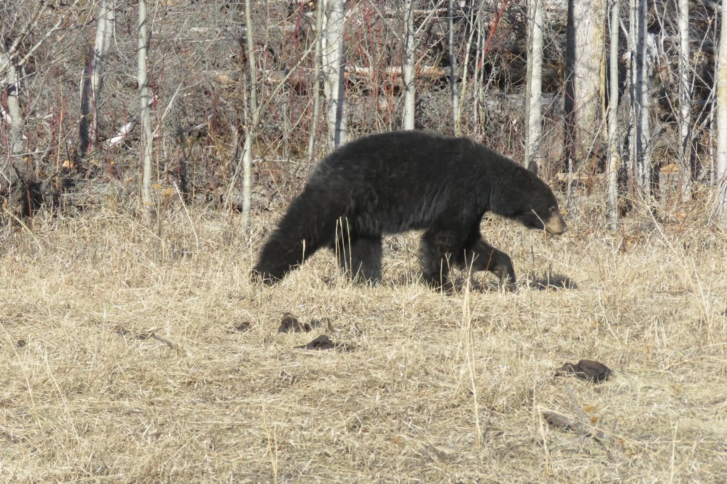 Animals in Historic Hotel Bayview