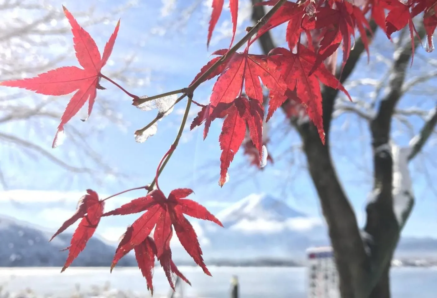 enico MtFuji nagomi和