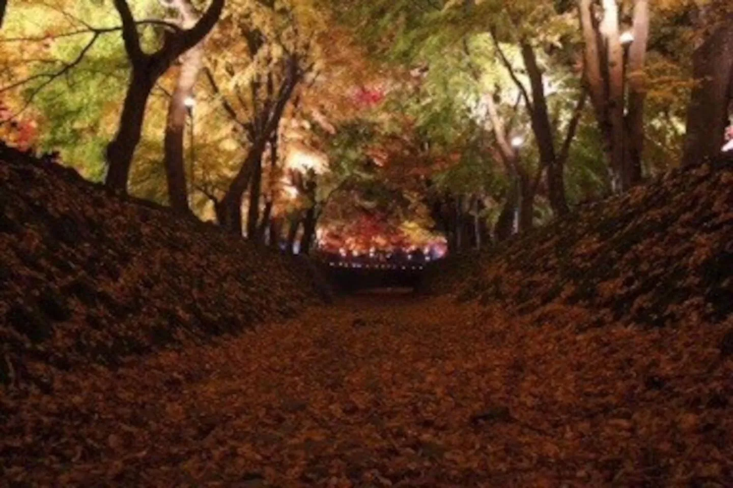 enico MtFuji nagomi和