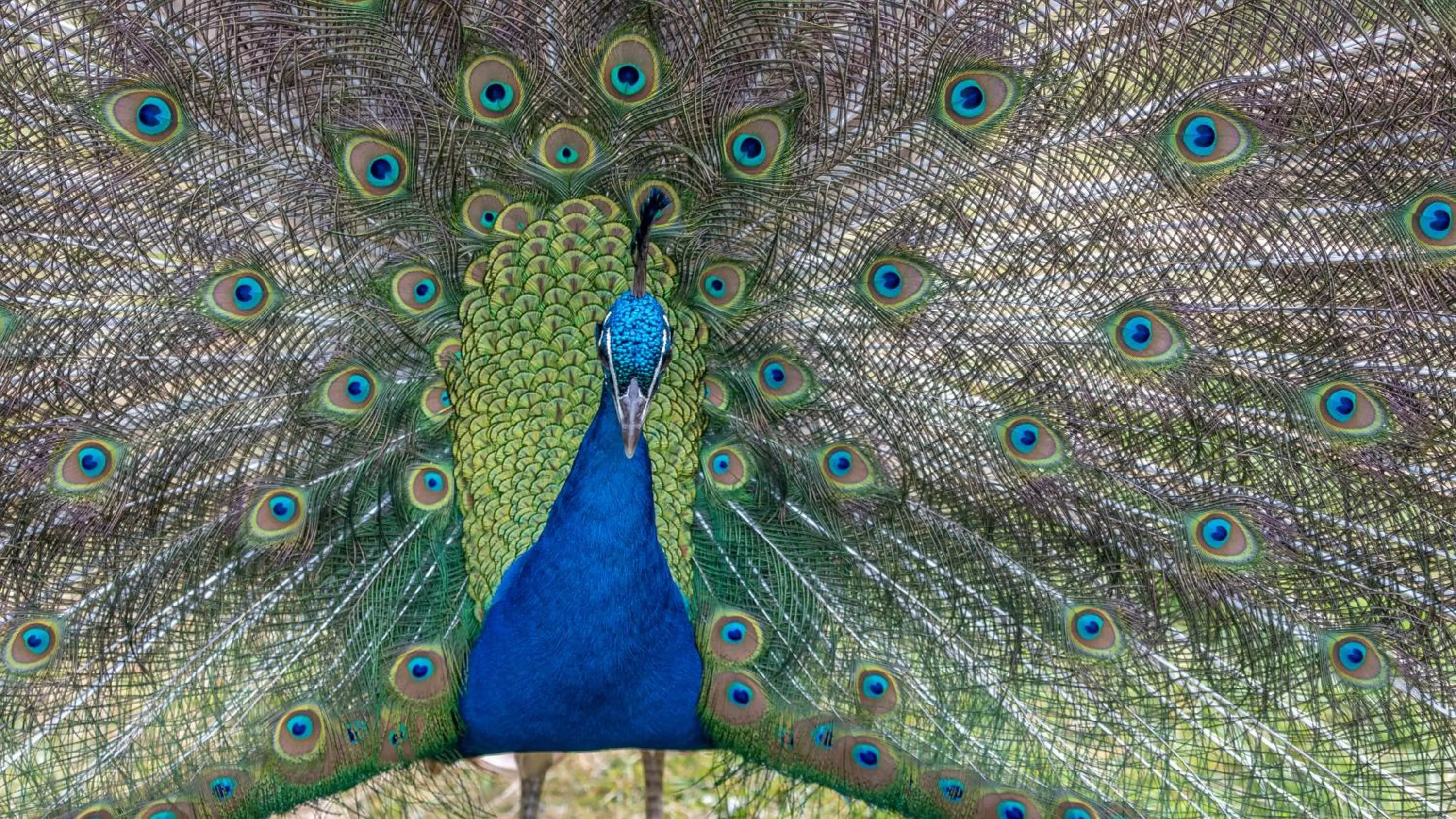 Animals in The Hunters Inn