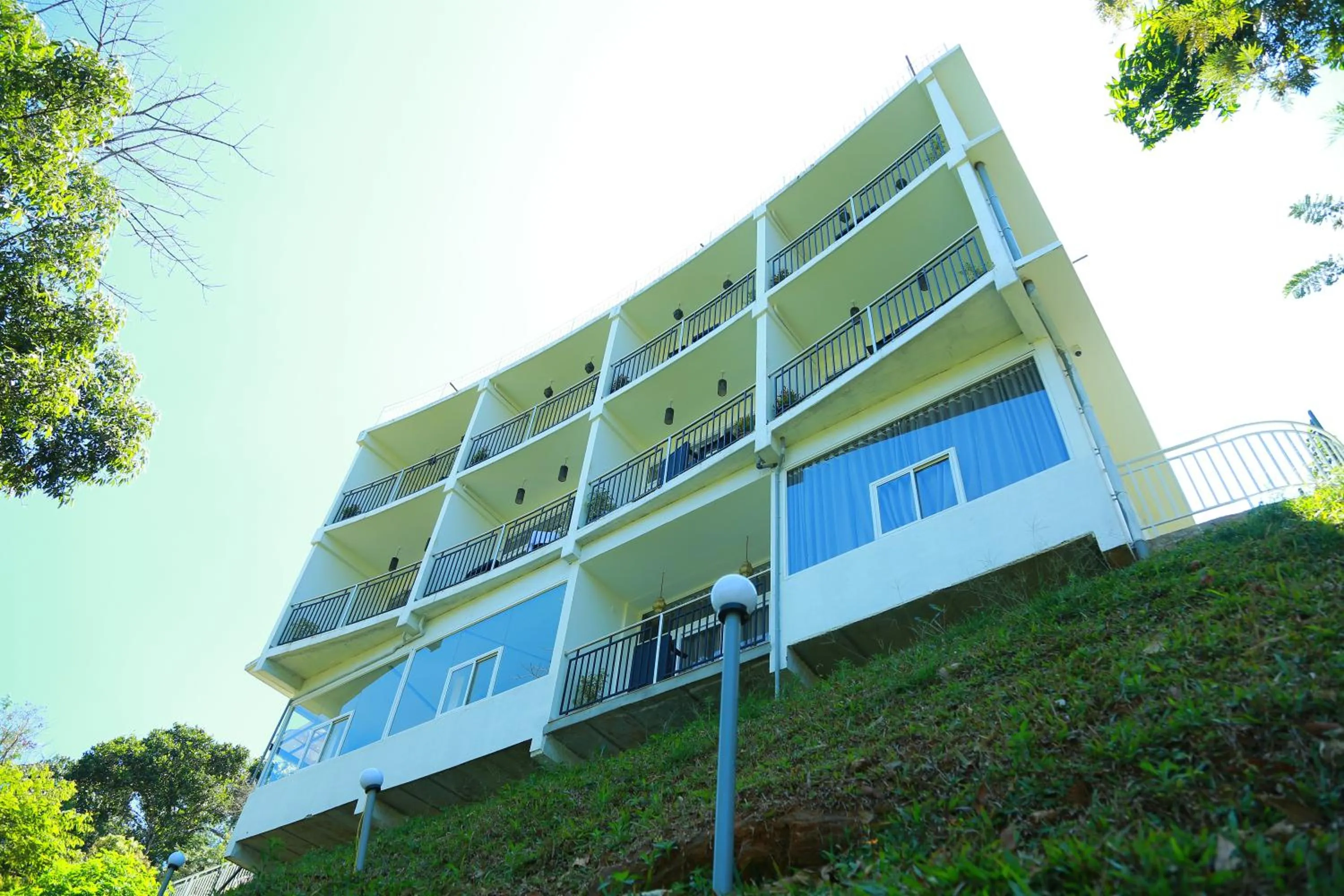Palmtree Leaf, Munnar