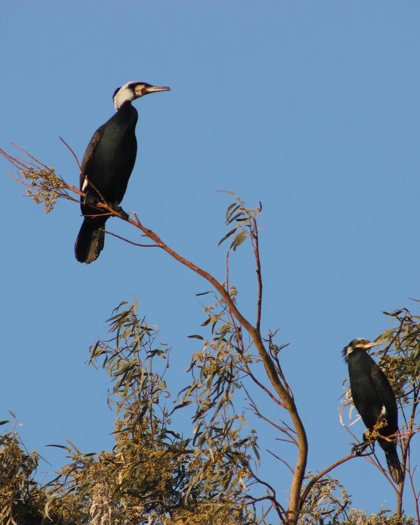 Zad El Mosafer Guest House
