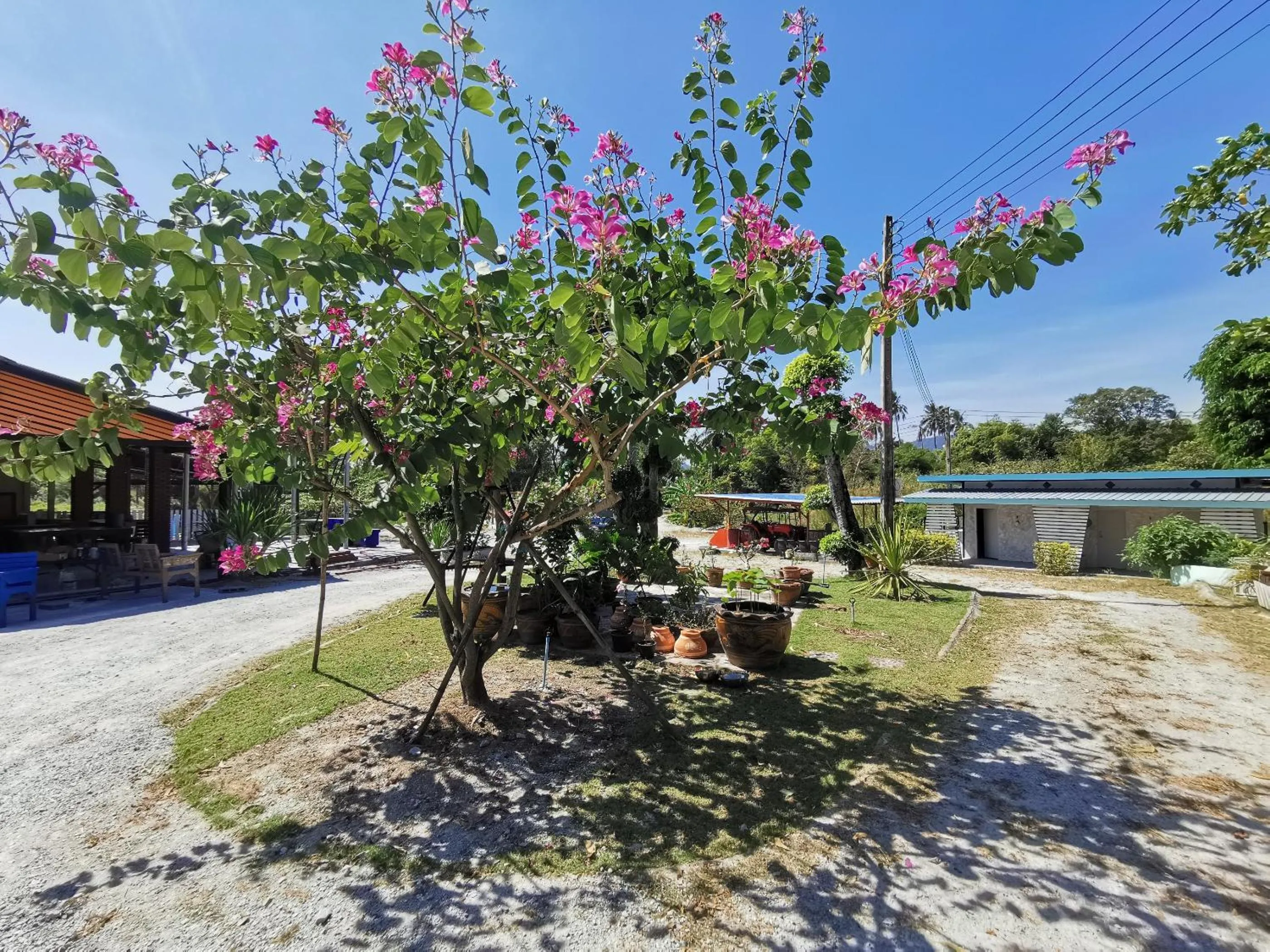 Garden in Viman Resort