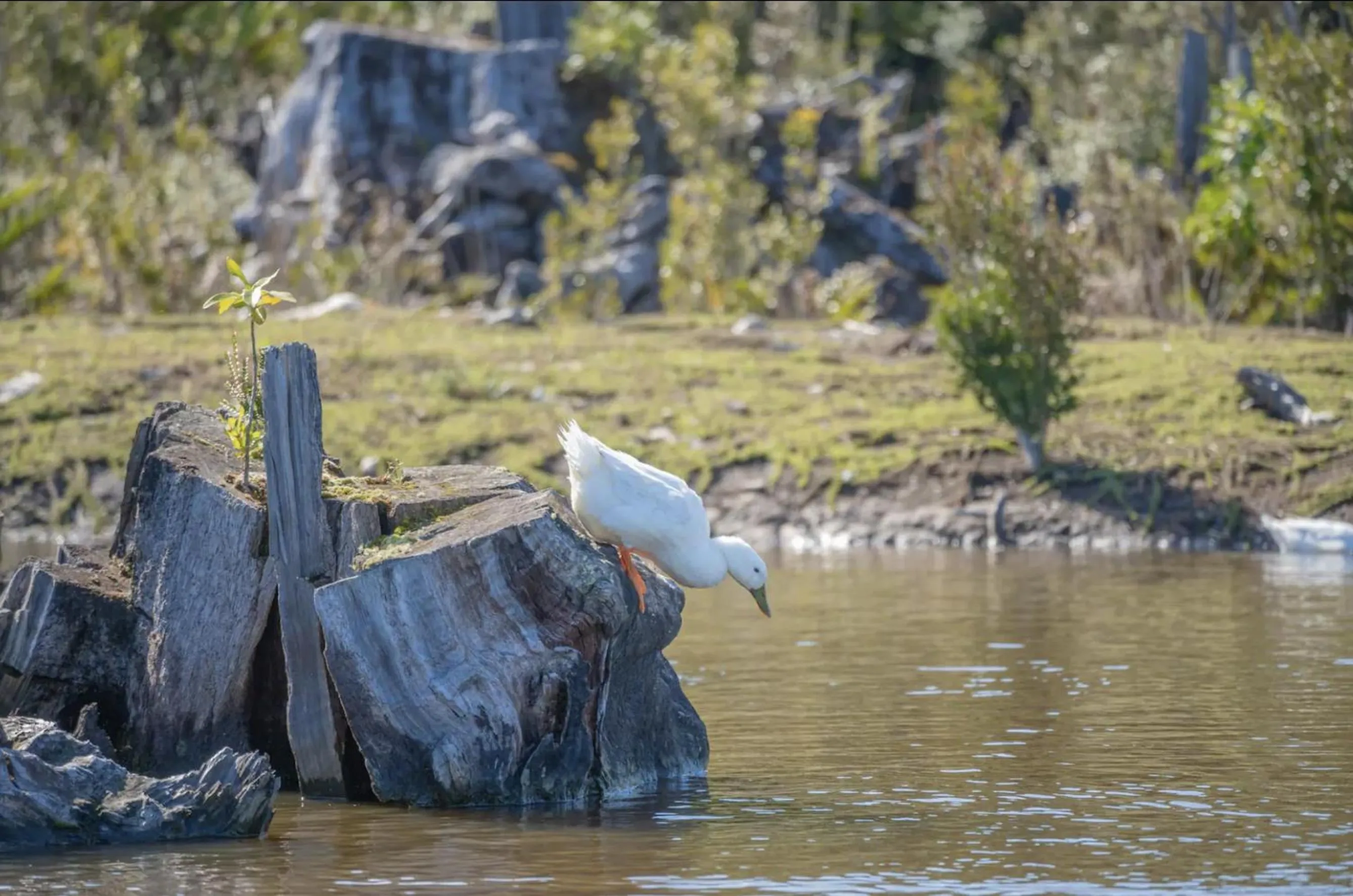Natural landscape in Parque la Pajarera