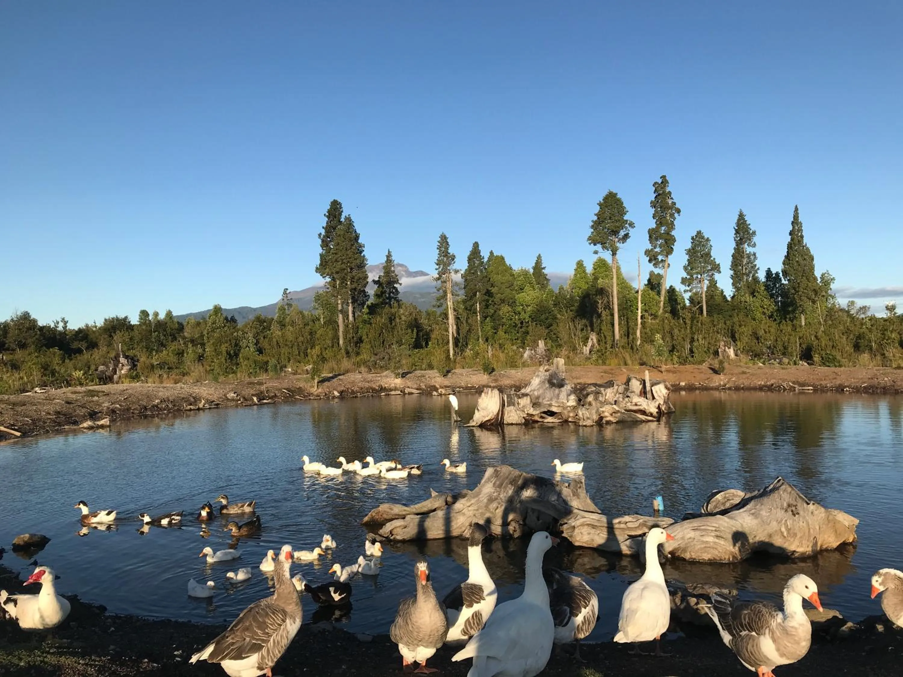 Other in Parque la Pajarera
