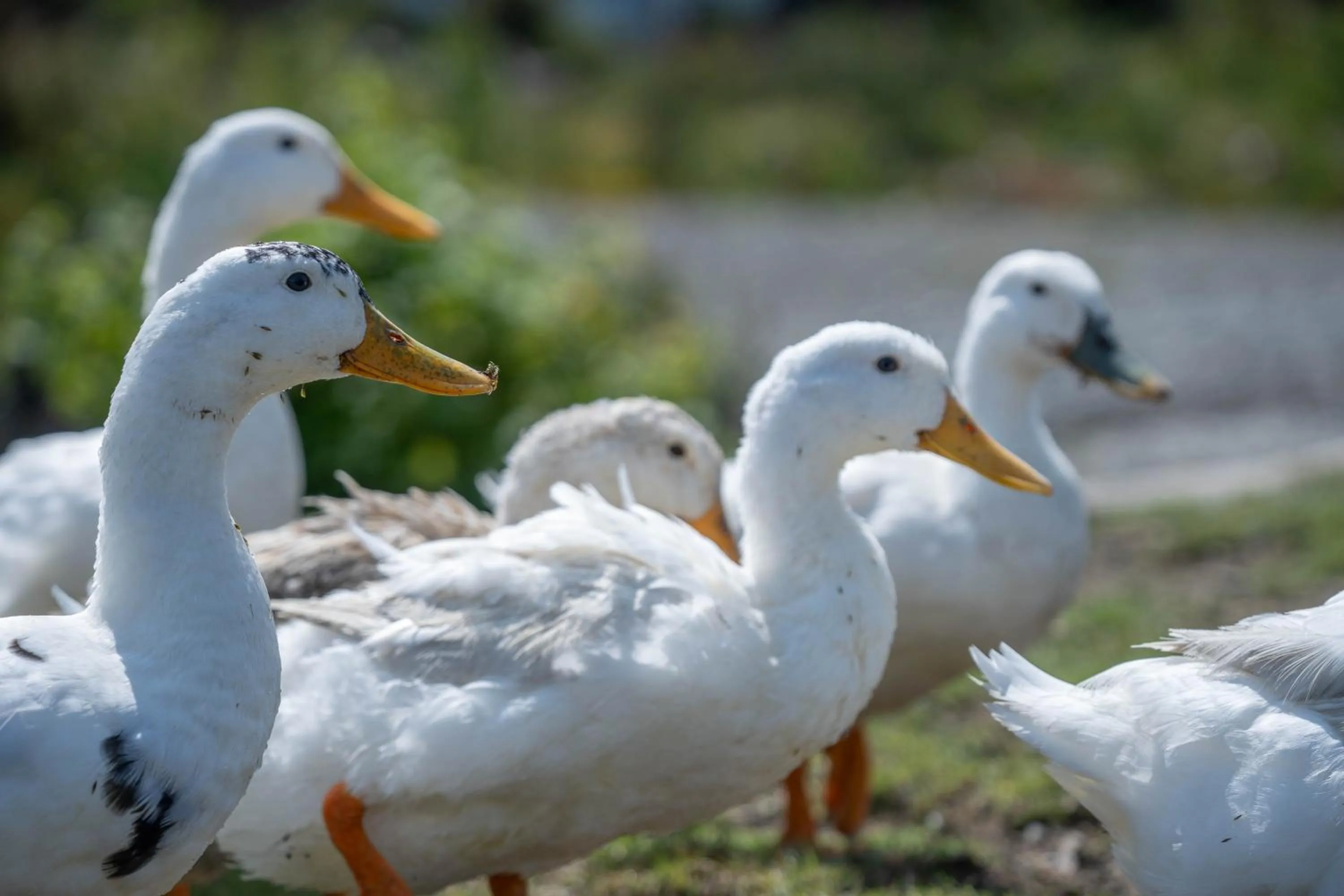 Animals in Parque la Pajarera