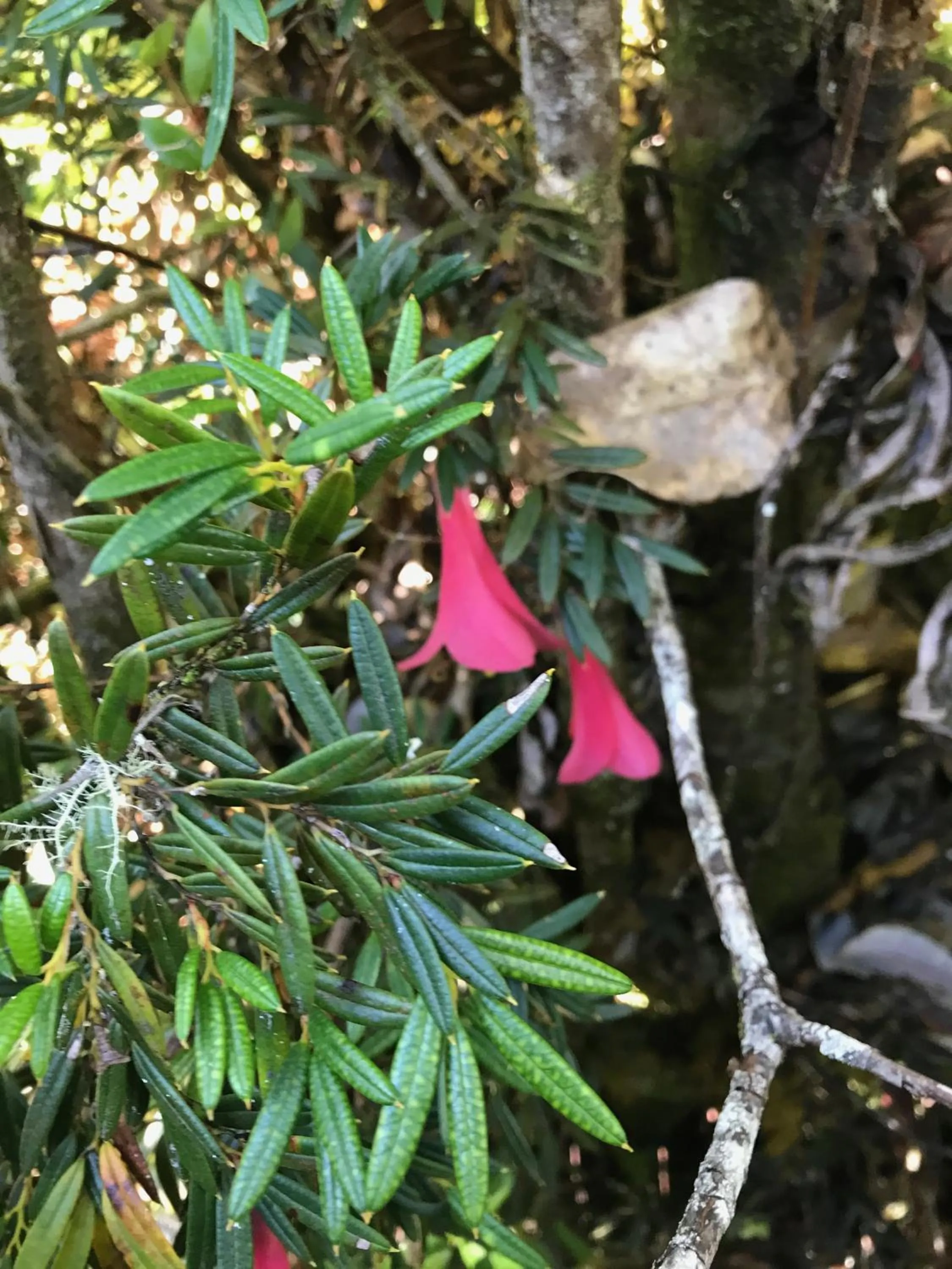 Hiking in Parque la Pajarera