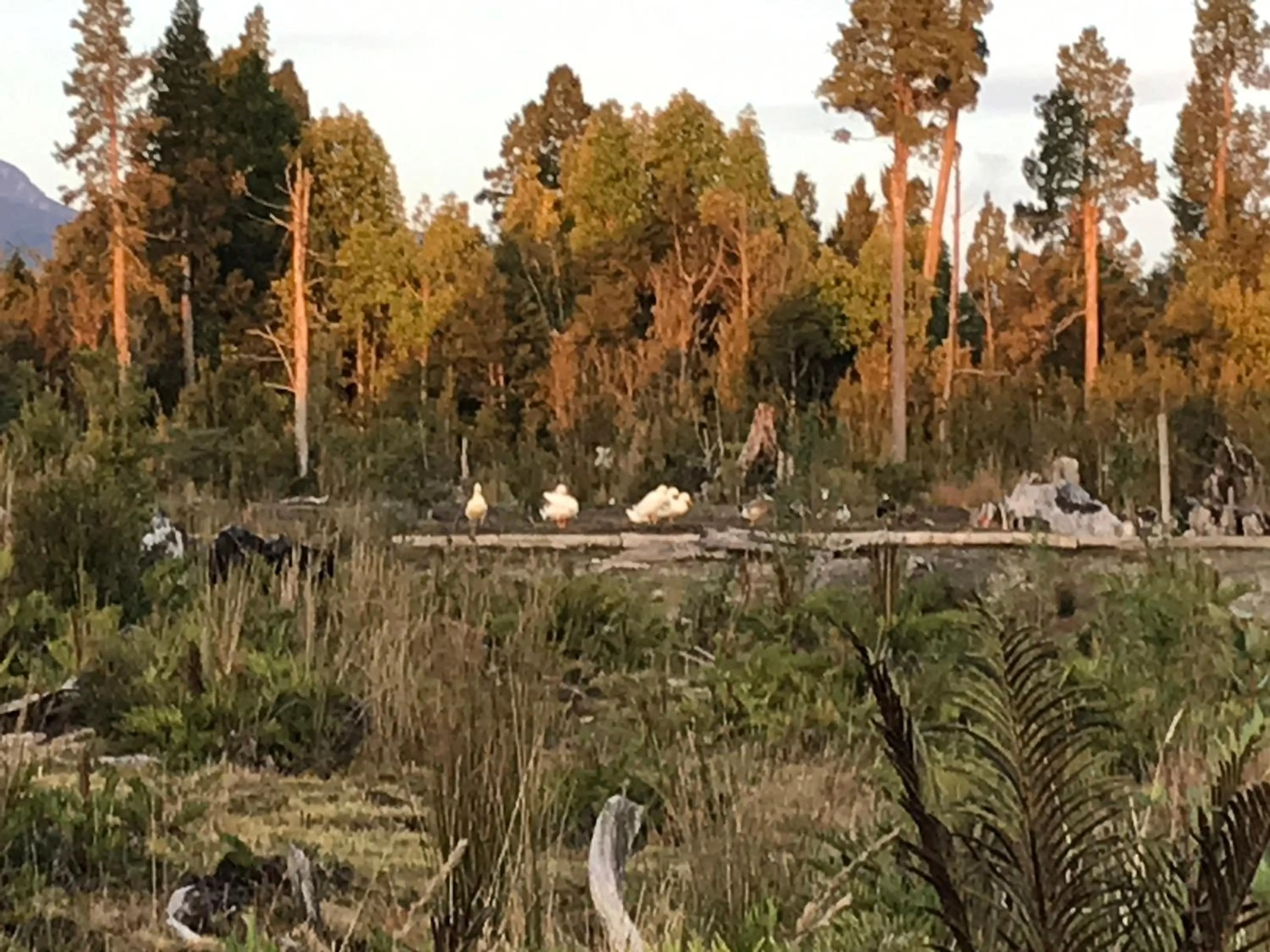 Landmark view in Parque la Pajarera