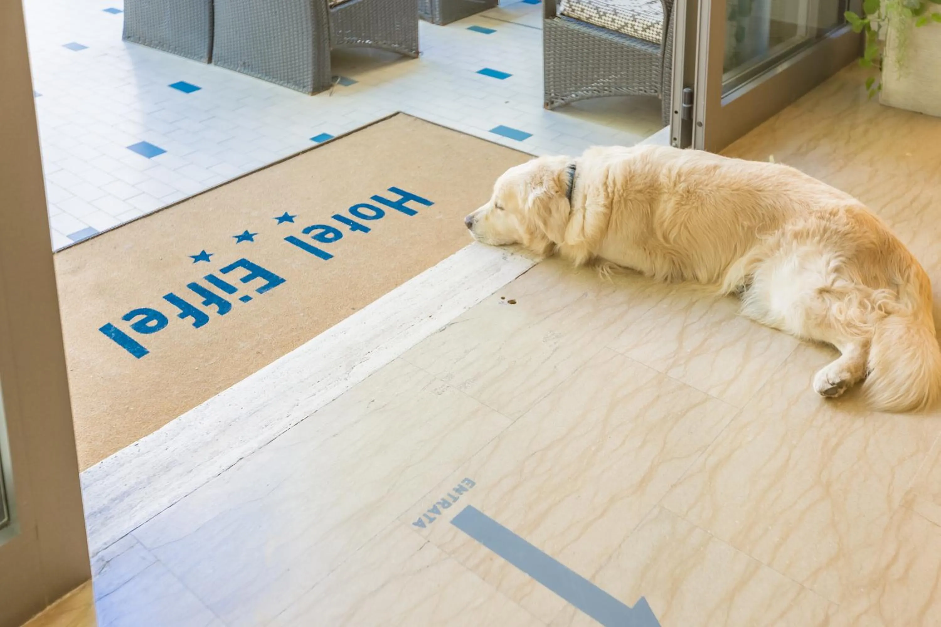 Pets in Hotel Eiffel