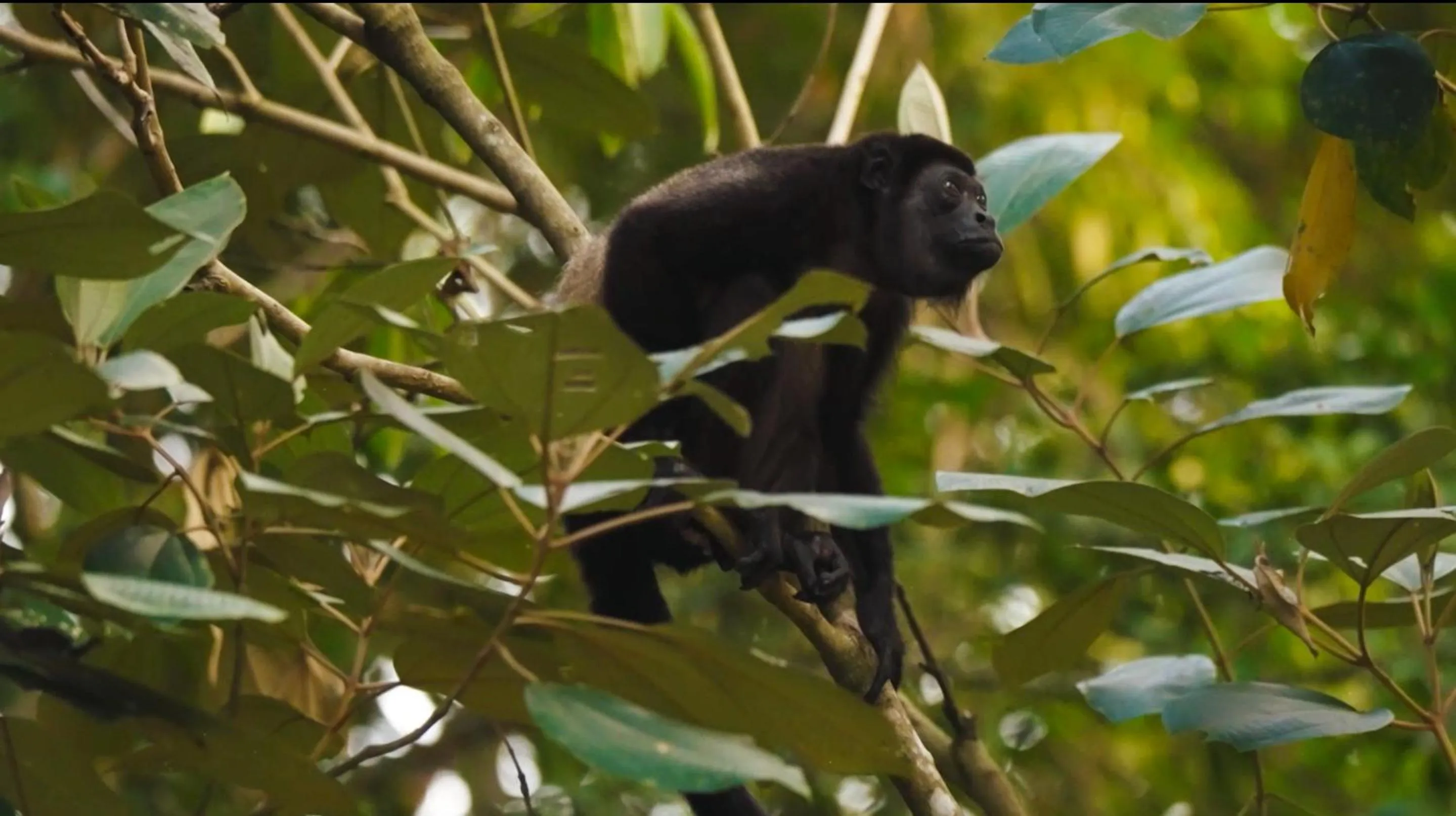 Natural landscape in Ecolirios Boutique Hotel & Villas