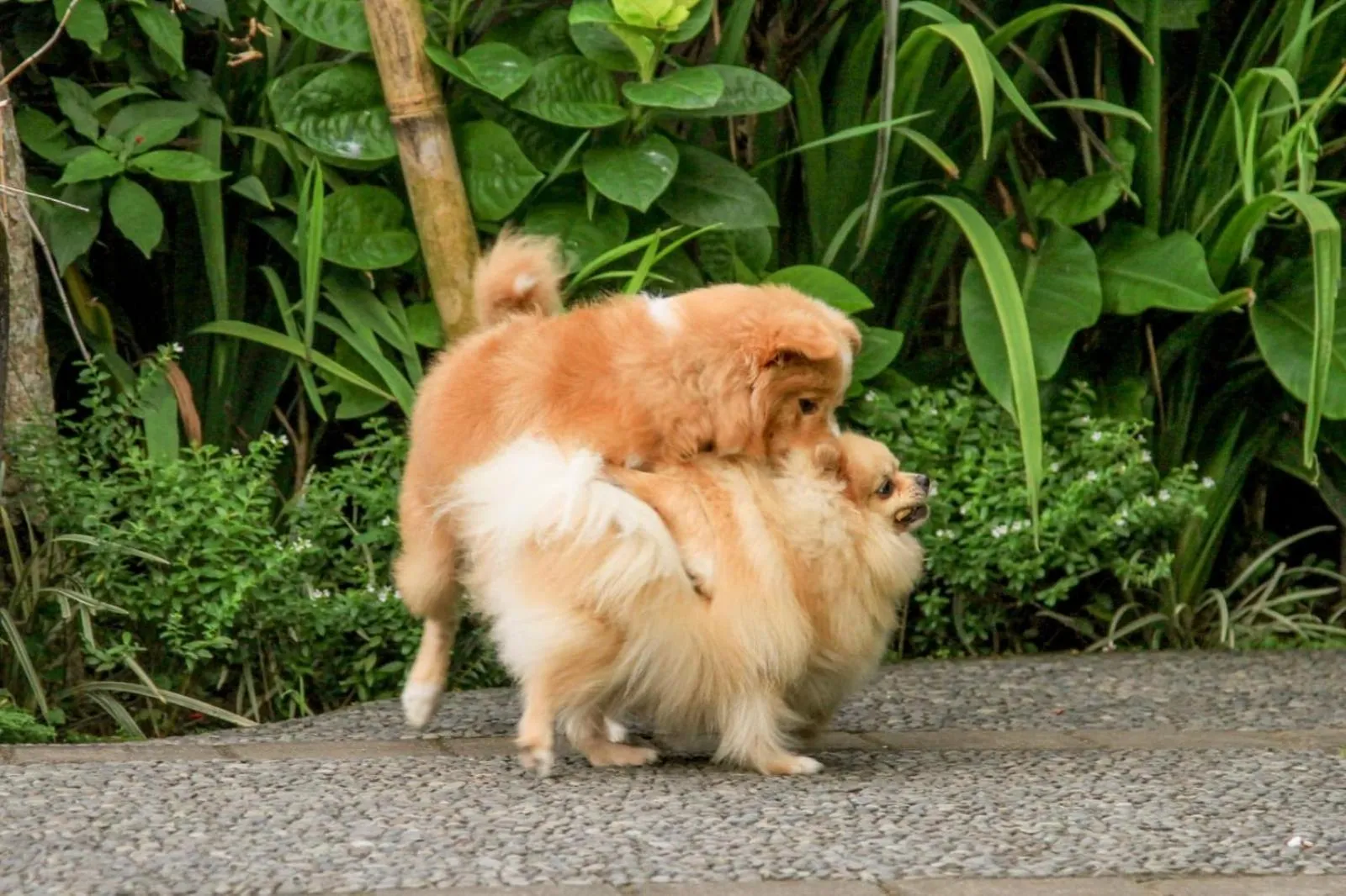 Pets in Taluh Bebek Ubud Private Villas